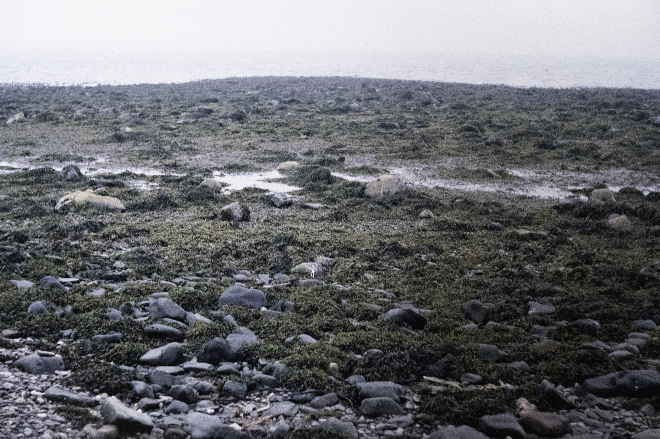 . Site: Long Sheelagh, Strangford Lough. 