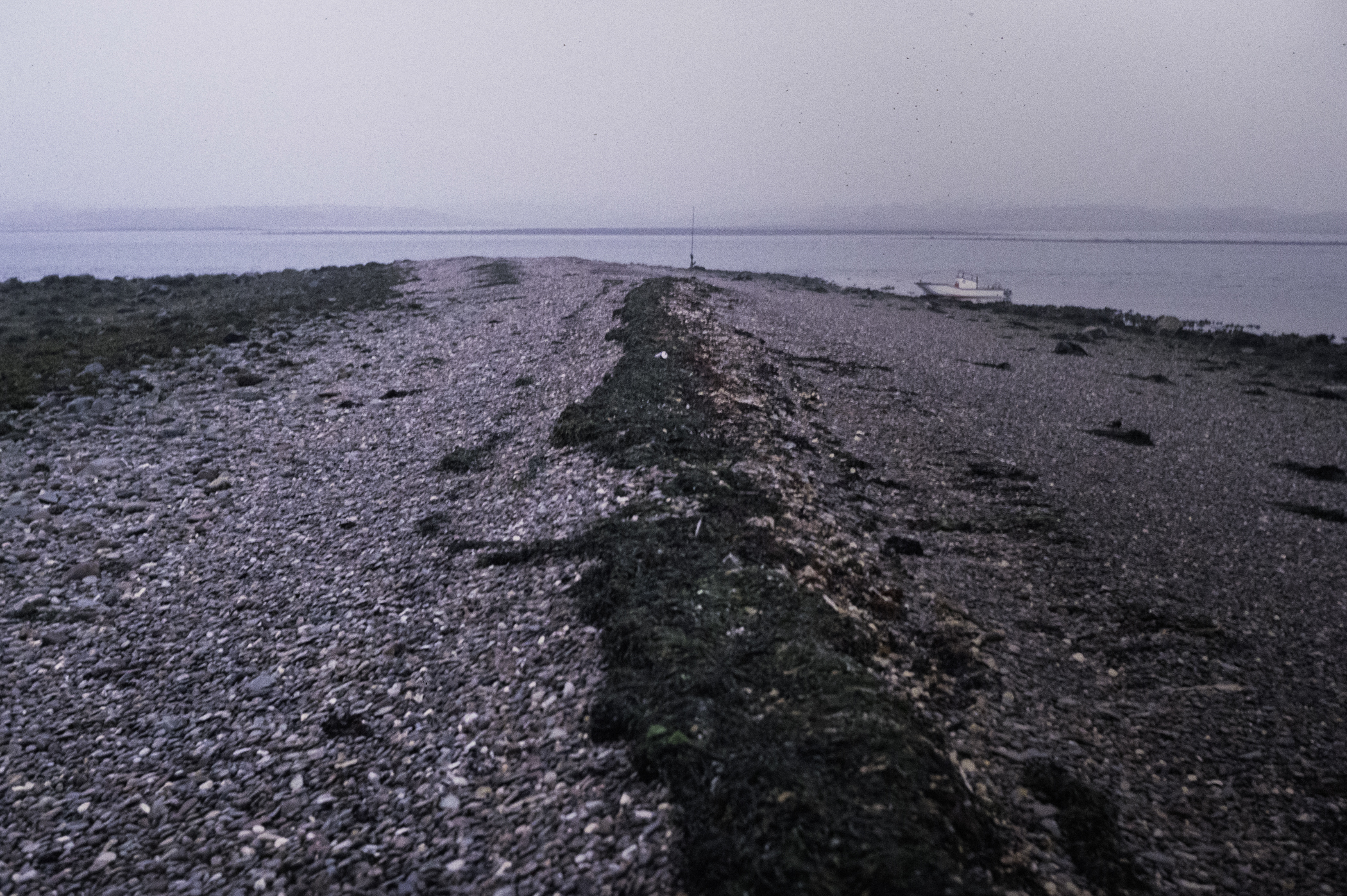 . Site: Long Sheelagh, Strangford Lough. 