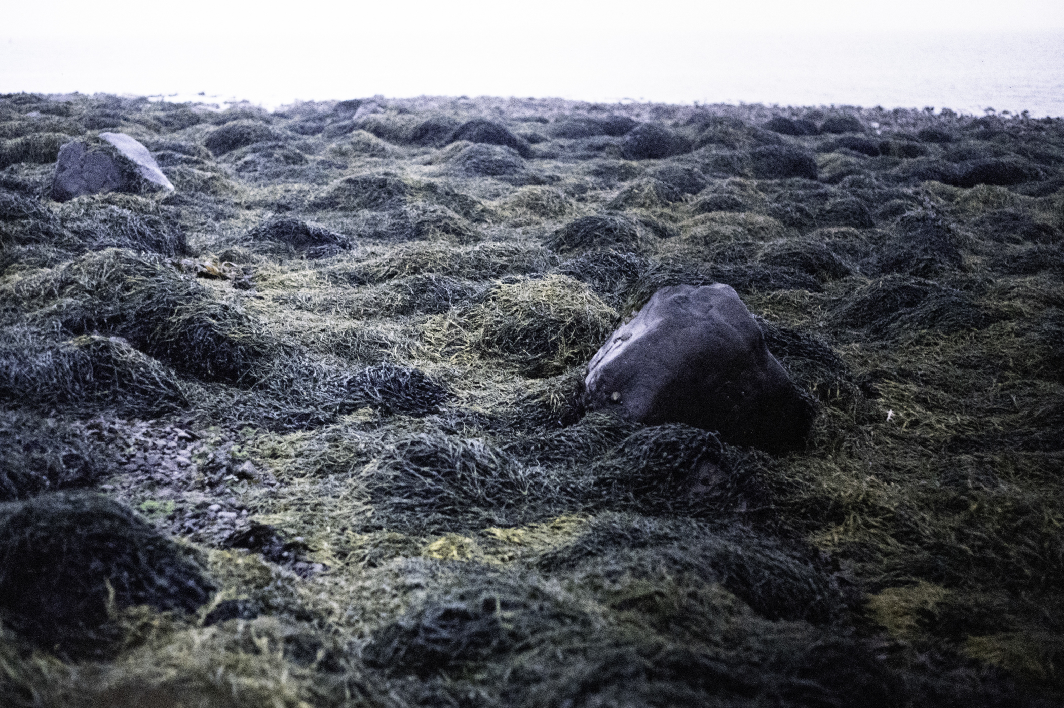 . Site: Drummond Island, Strangford Lough. 