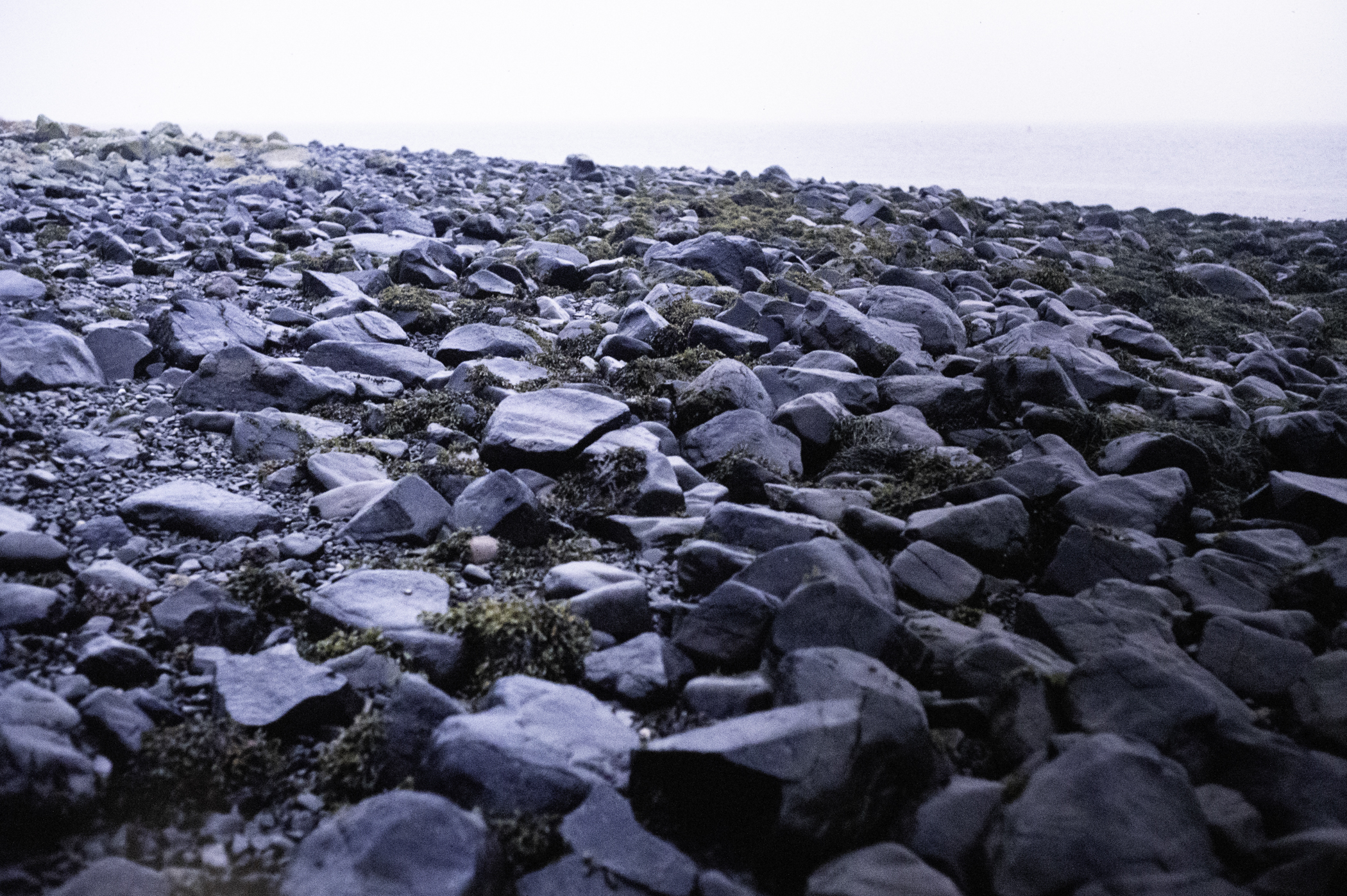 . Site: Drummond Island, Strangford Lough. 