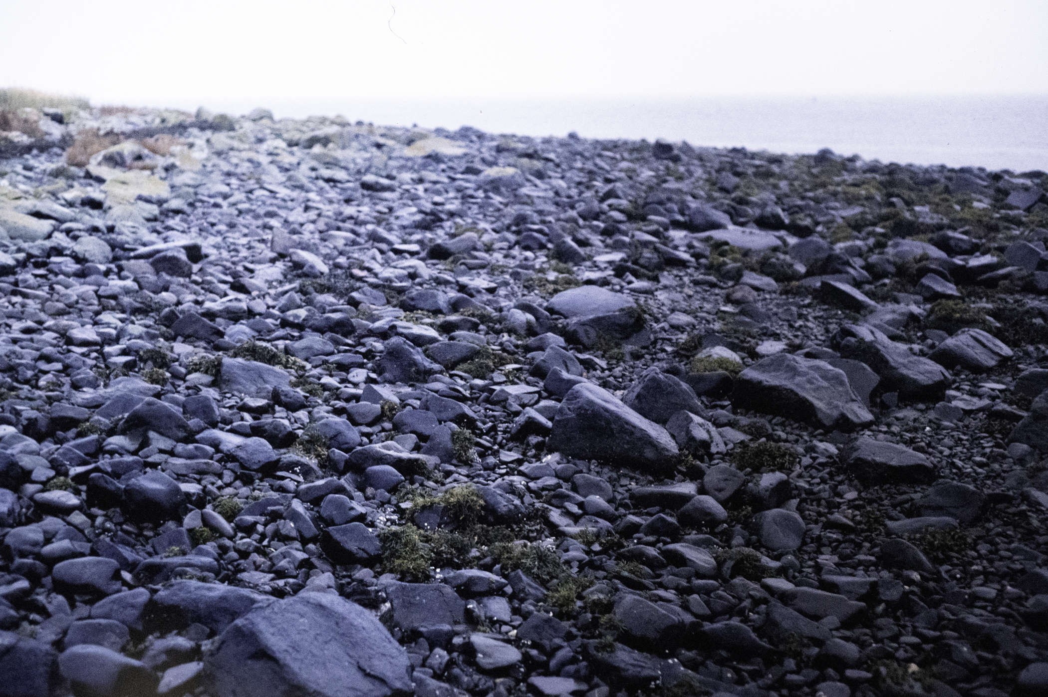 . Site: Drummond Island, Strangford Lough. 