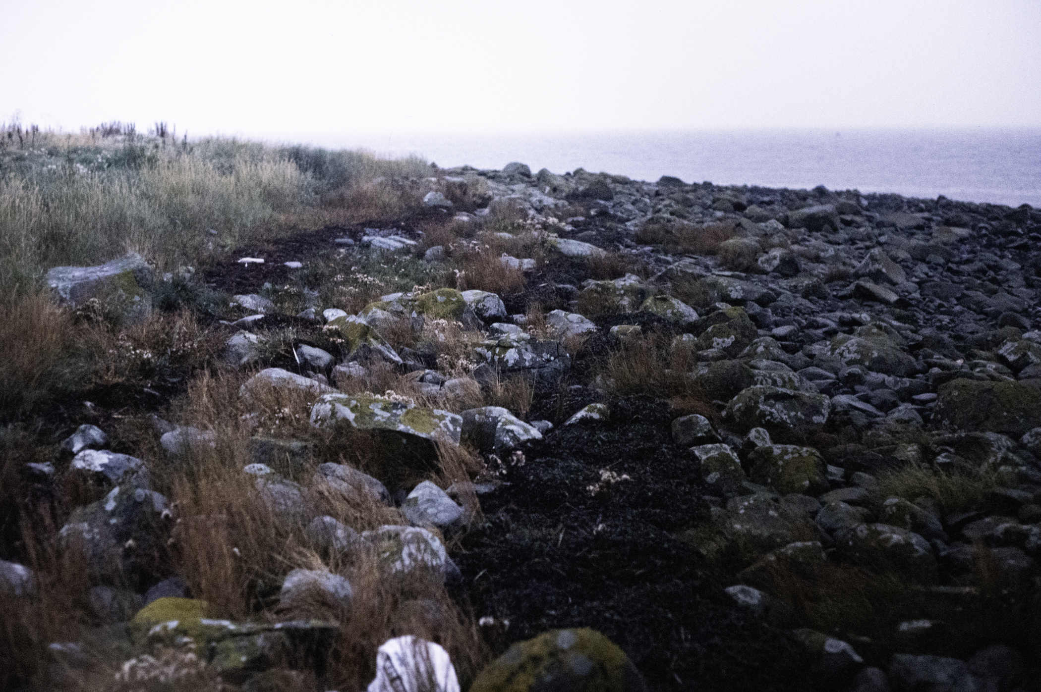 . Site: Drummond Island, Strangford Lough. 