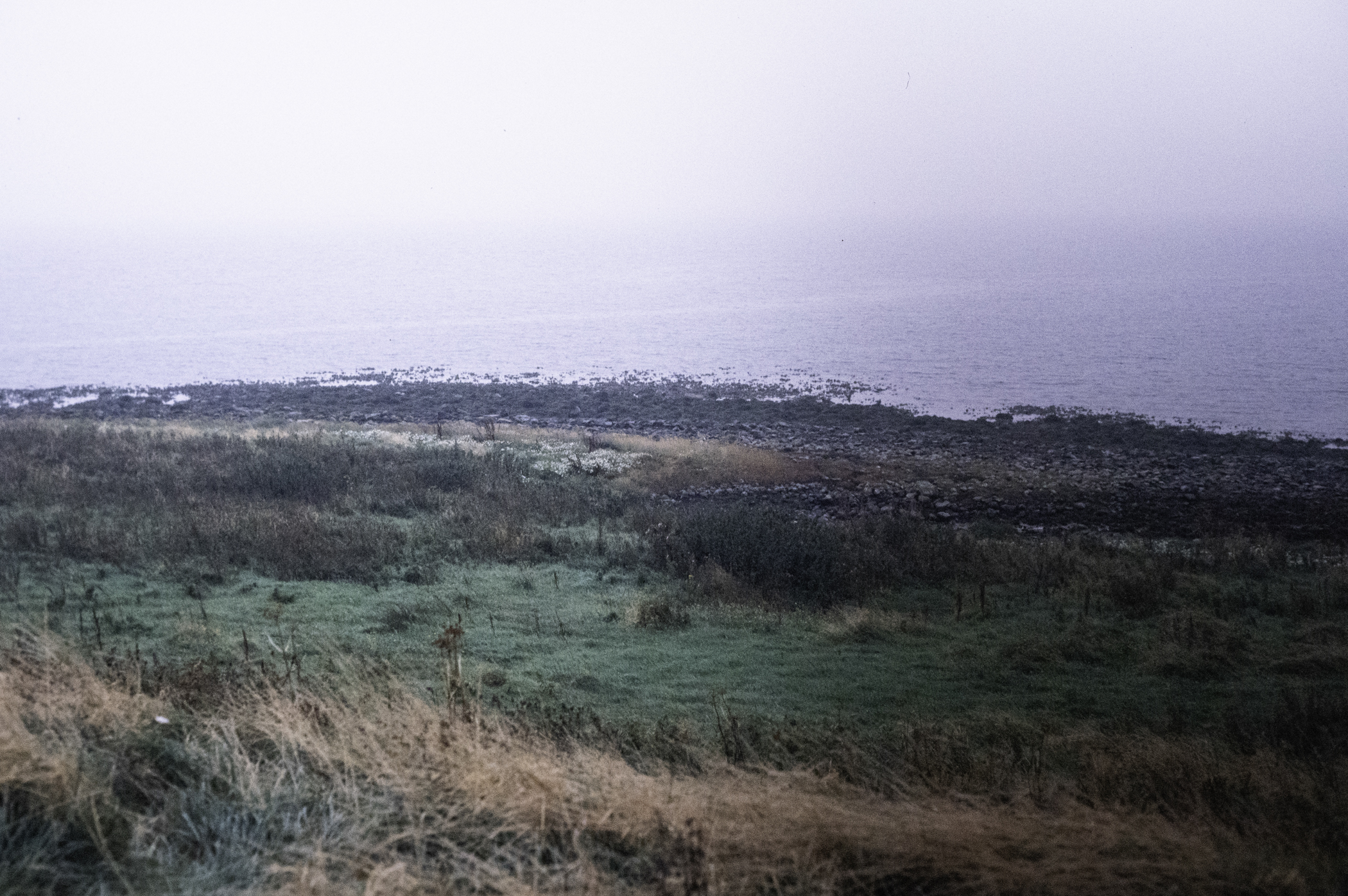 . Site: Drummond Island, Strangford Lough. 