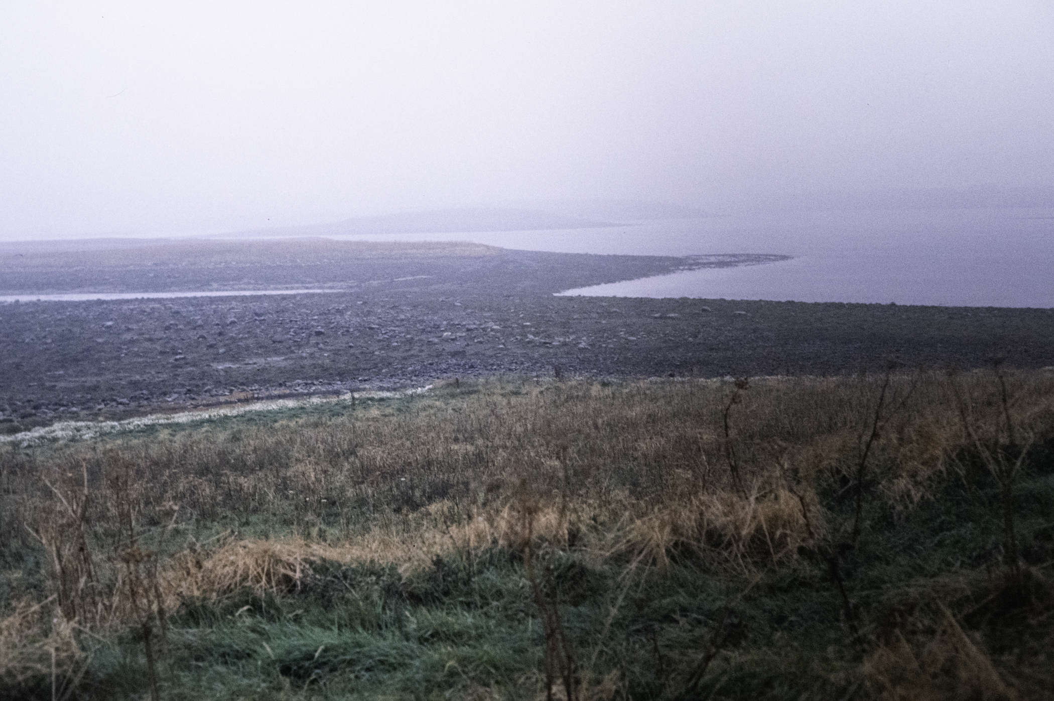 . Site: Drummond Island, Strangford Lough. 