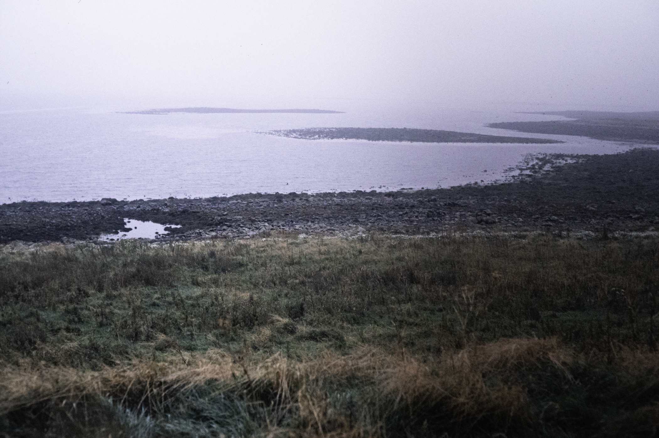 . Site: Drummond Island, Strangford Lough. 