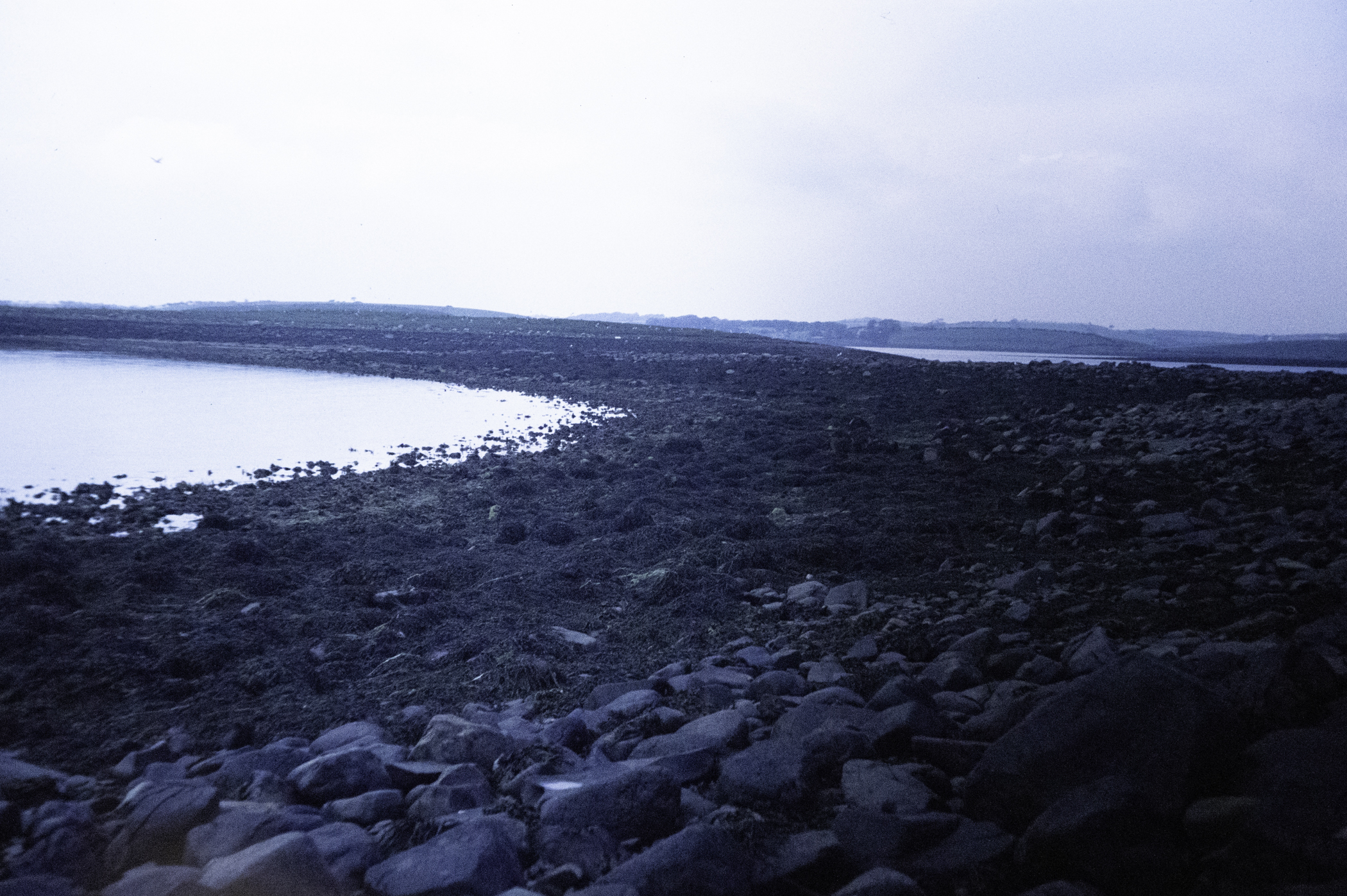 . Site: Drummond Island, Strangford Lough. 