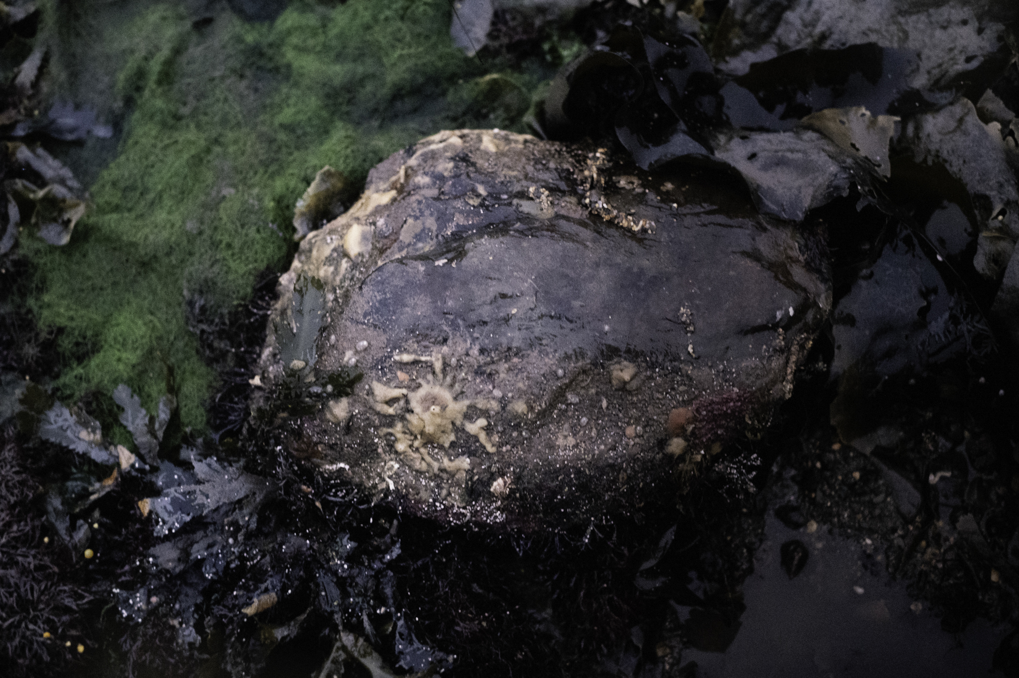 . Site: Drummond Island, Strangford Lough. 