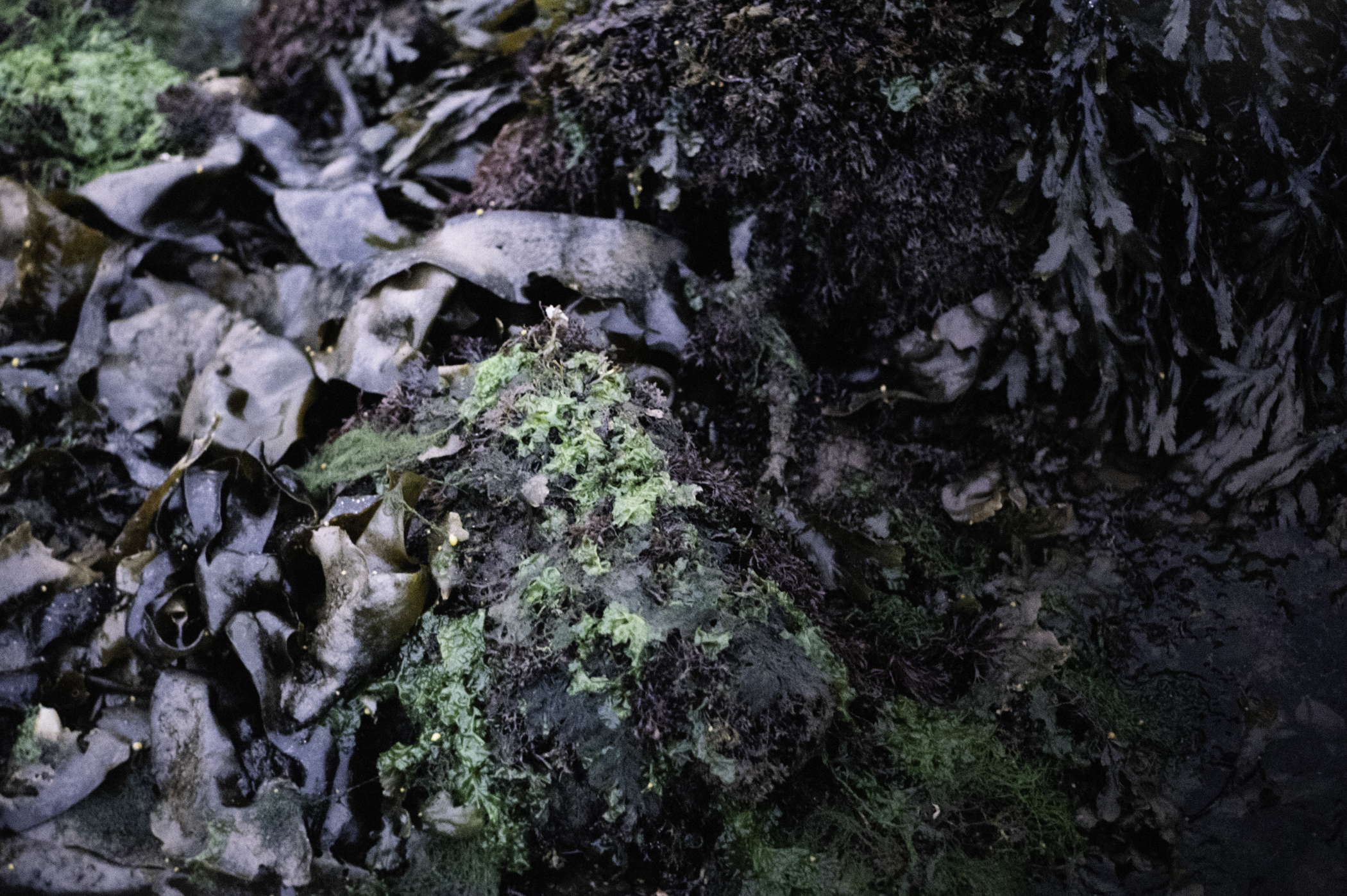 . Site: Drummond Island, Strangford Lough. 