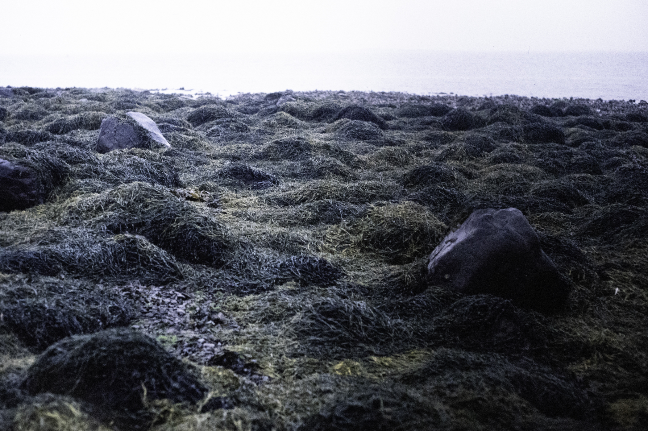 . Site: Drummond Island, Strangford Lough. 