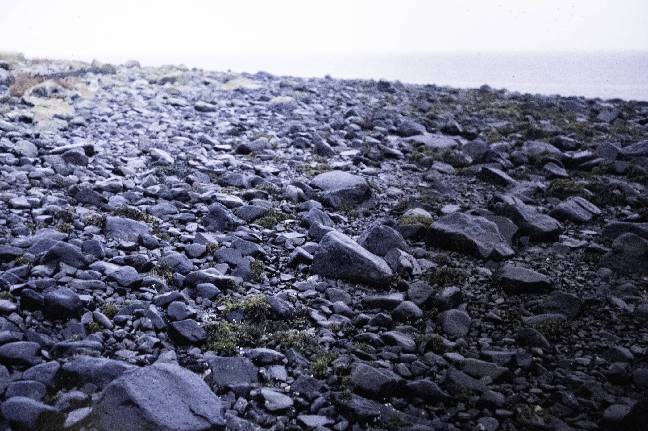 . Site: Drummond Island, Strangford Lough. 