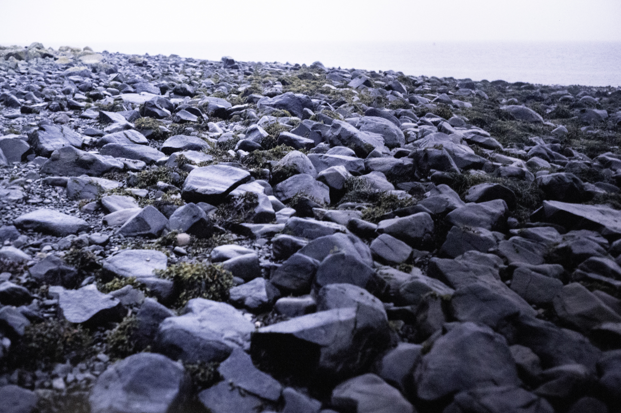 . Site: Drummond Island, Strangford Lough. 