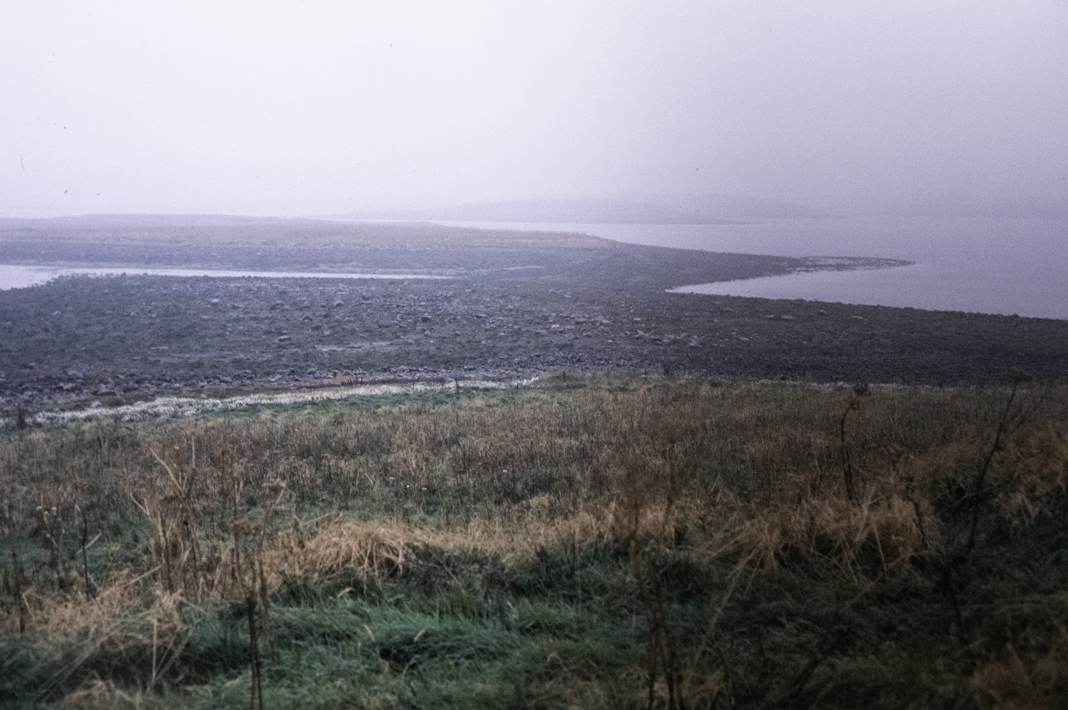 . Site: Drummond Island, Strangford Lough. 