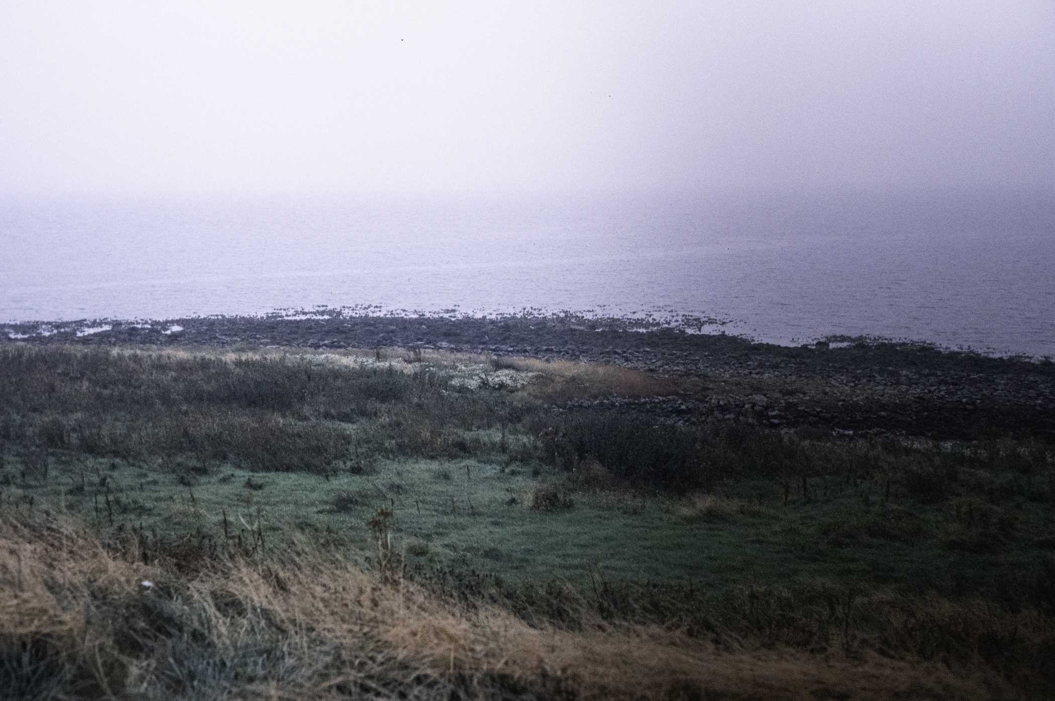 . Site: Drummond Island, Strangford Lough. 