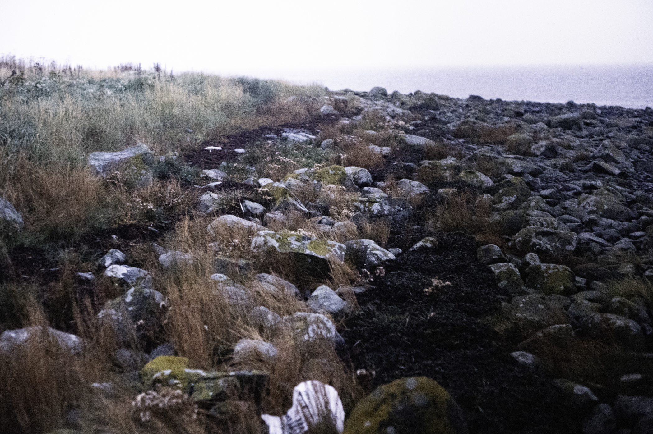 . Site: Drummond Island, Strangford Lough. 