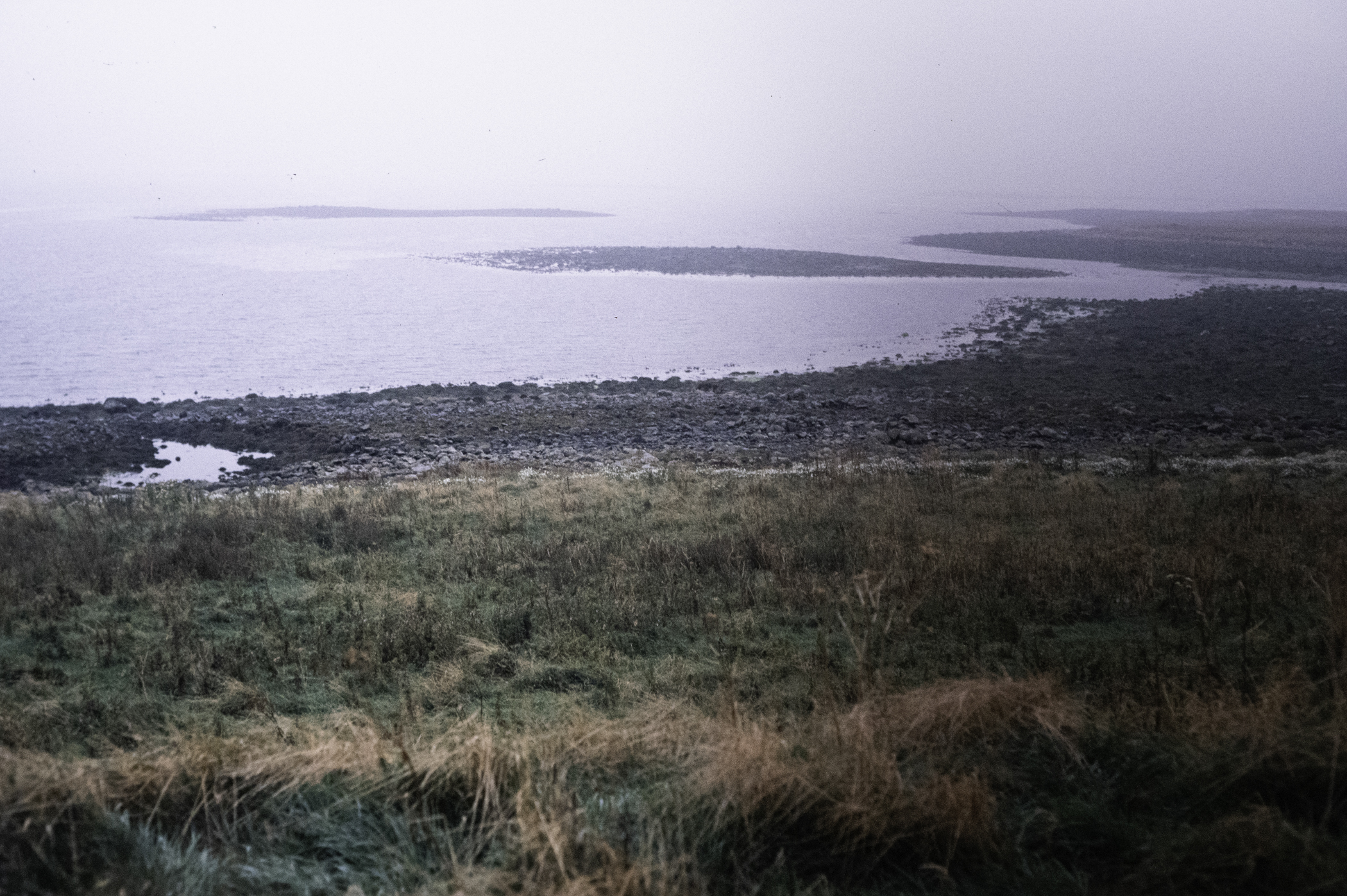 . Site: Drummond Island, Strangford Lough. 