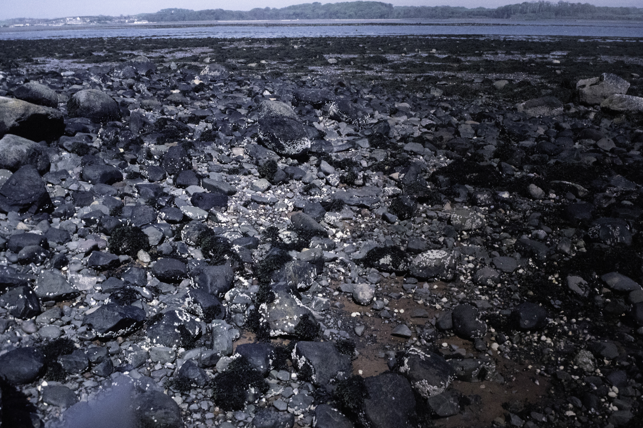 . Site: South Island, Strangford Lough. 