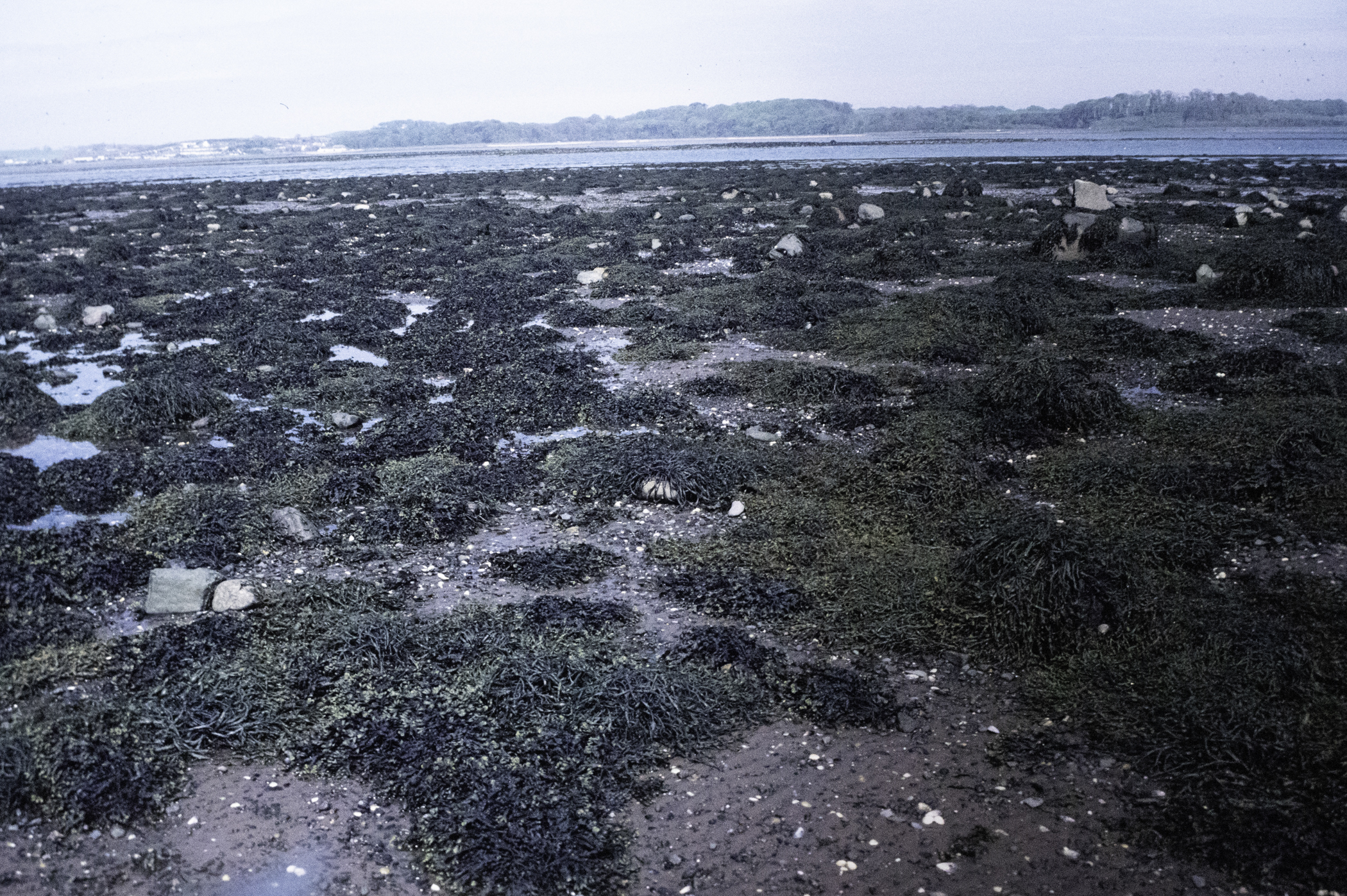 . Site: South Island, Strangford Lough. 