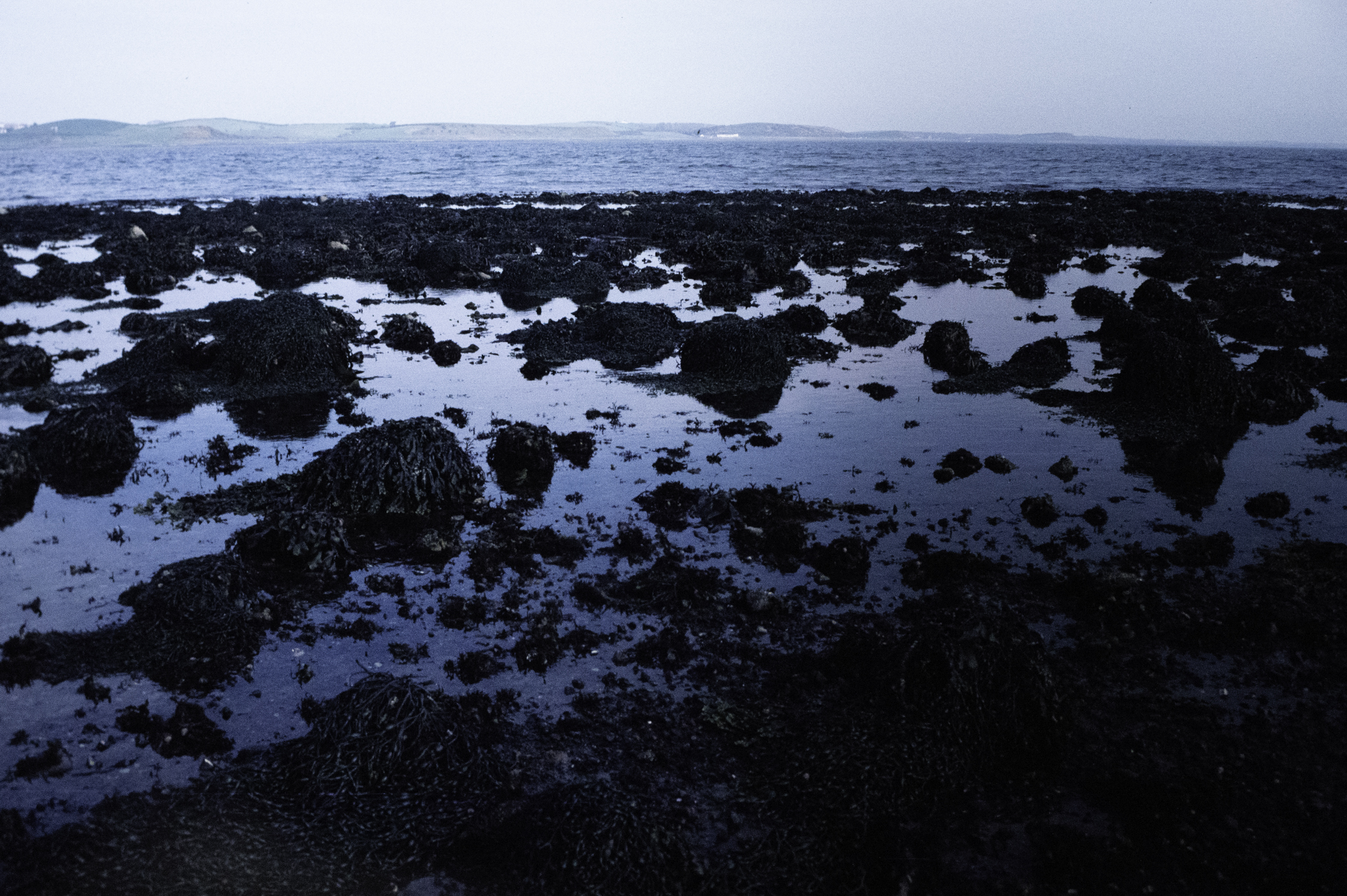 . Site: South Island, Strangford Lough. 