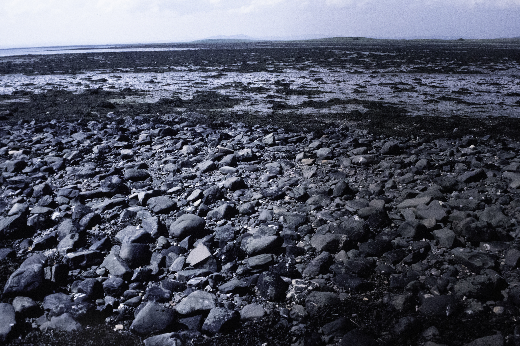 . Site: South Island, Strangford Lough. 