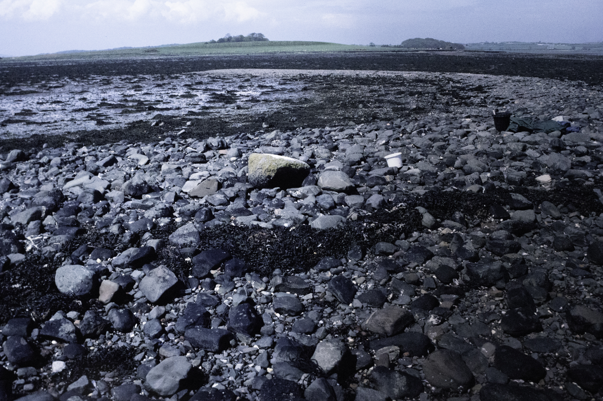 . Site: South Island, Strangford Lough. 