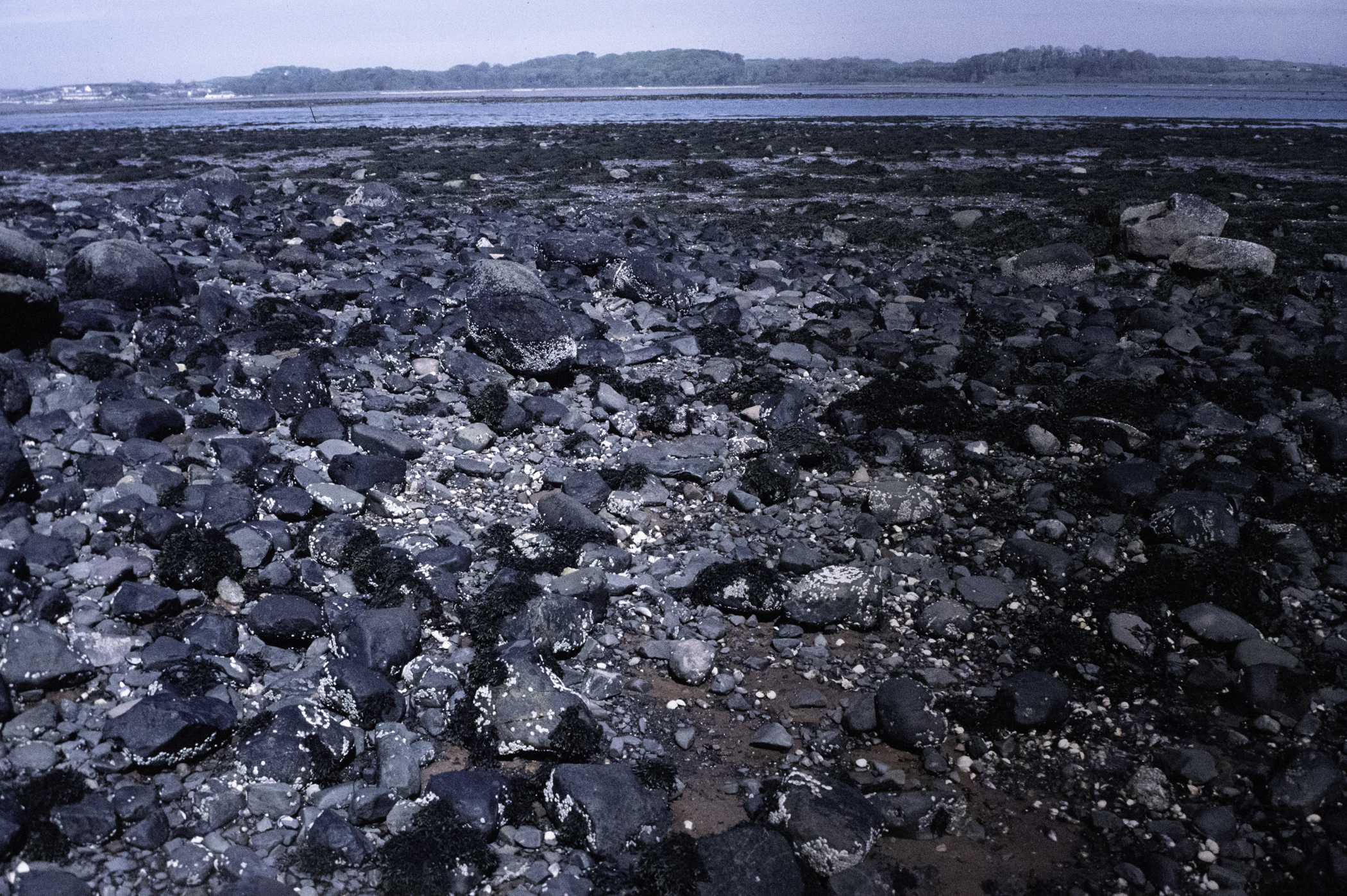 . Site: South Island, Strangford Lough. 