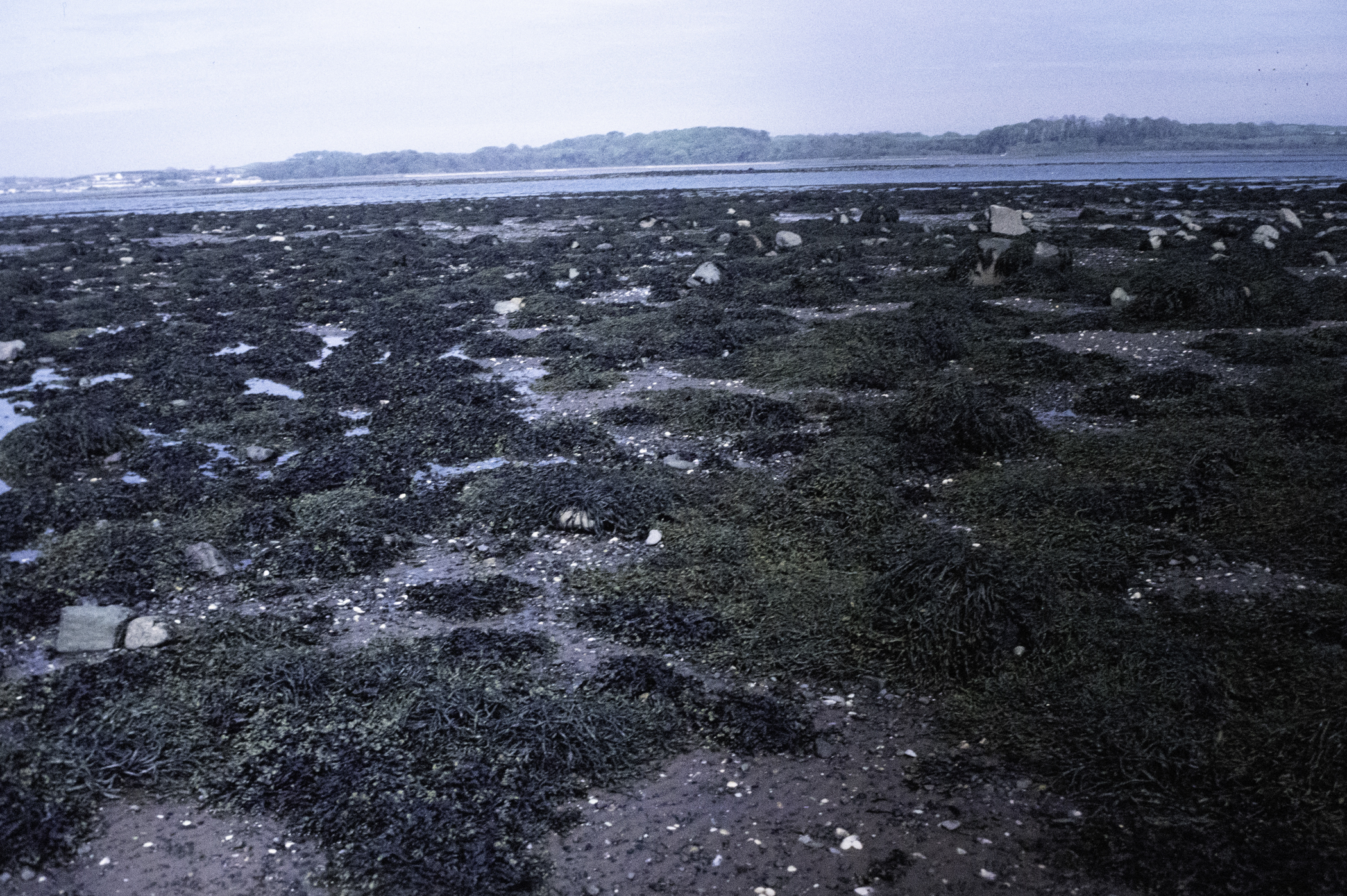 . Site: South Island, Strangford Lough. 