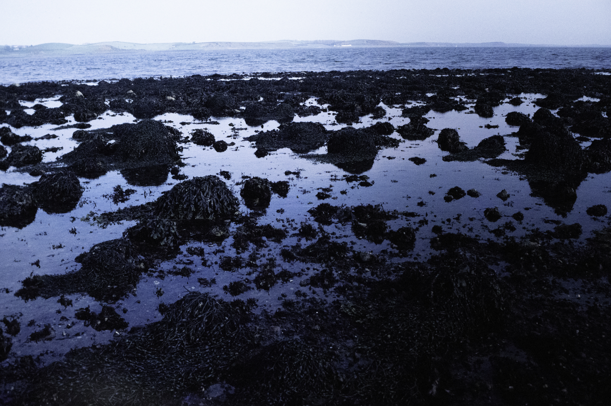 . Site: South Island, Strangford Lough. 