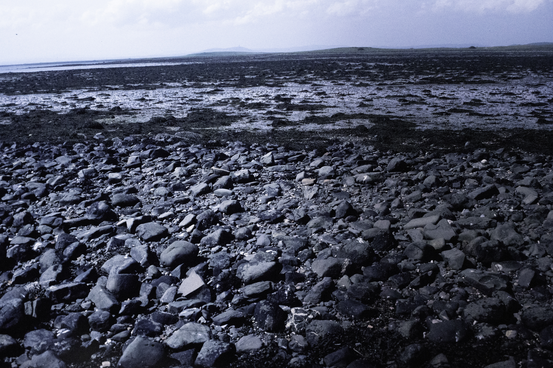 . Site: South Island, Strangford Lough. 