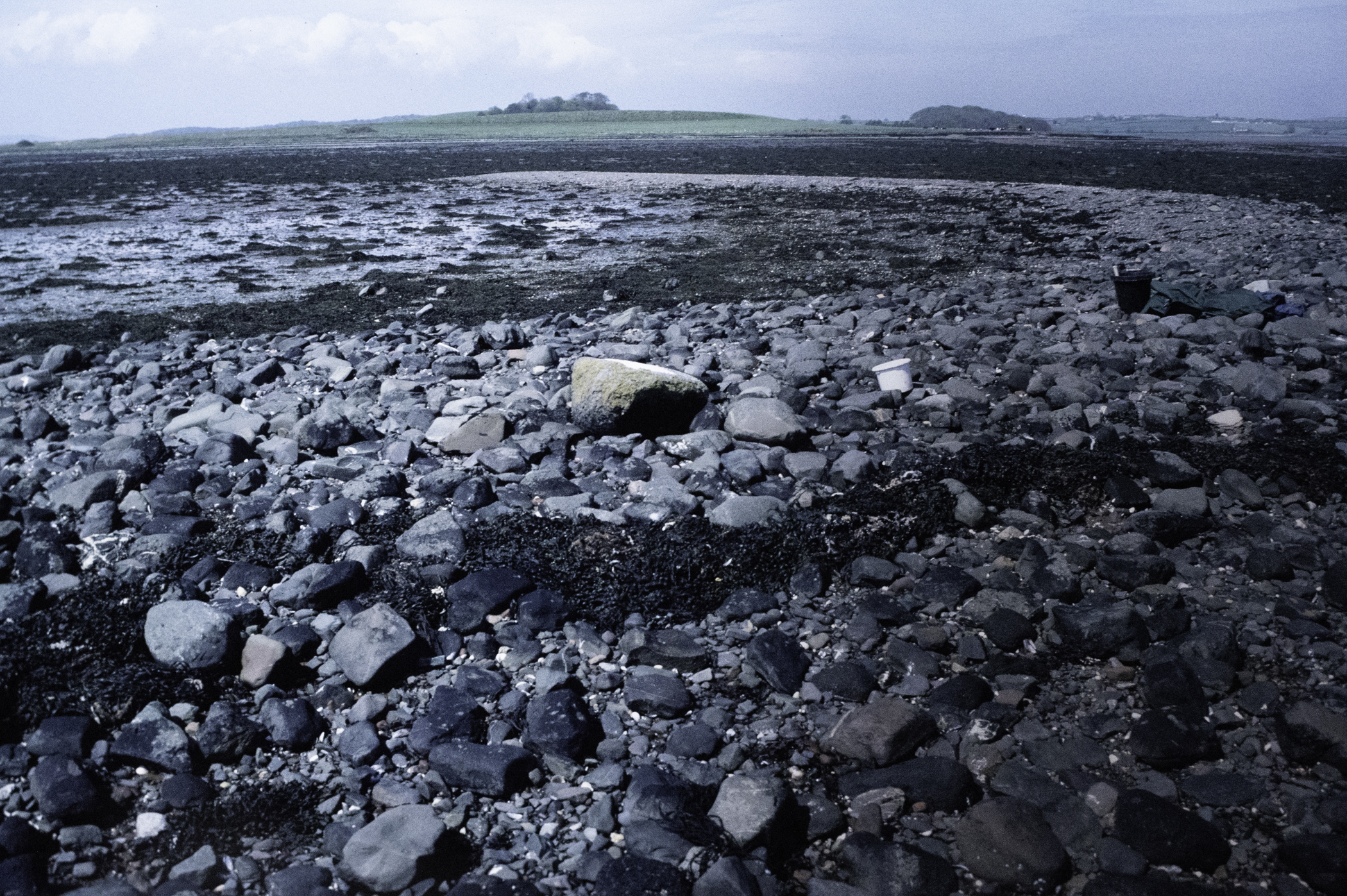 . Site: South Island, Strangford Lough. 