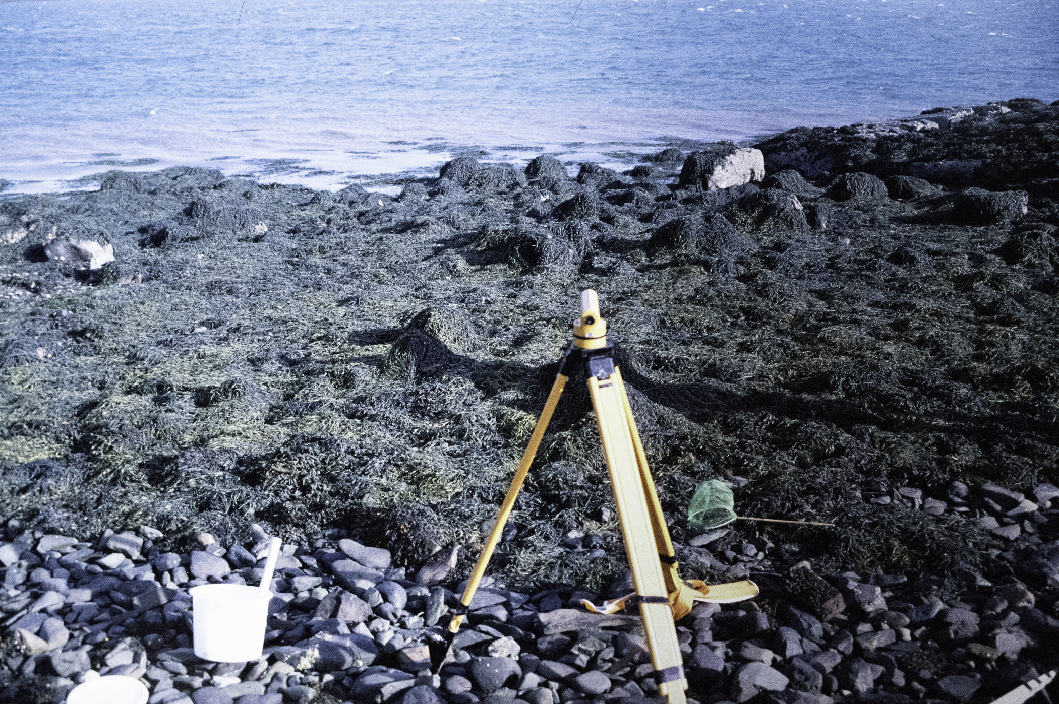 . Site: Audley's Castle rocks, Strangford Lough. 