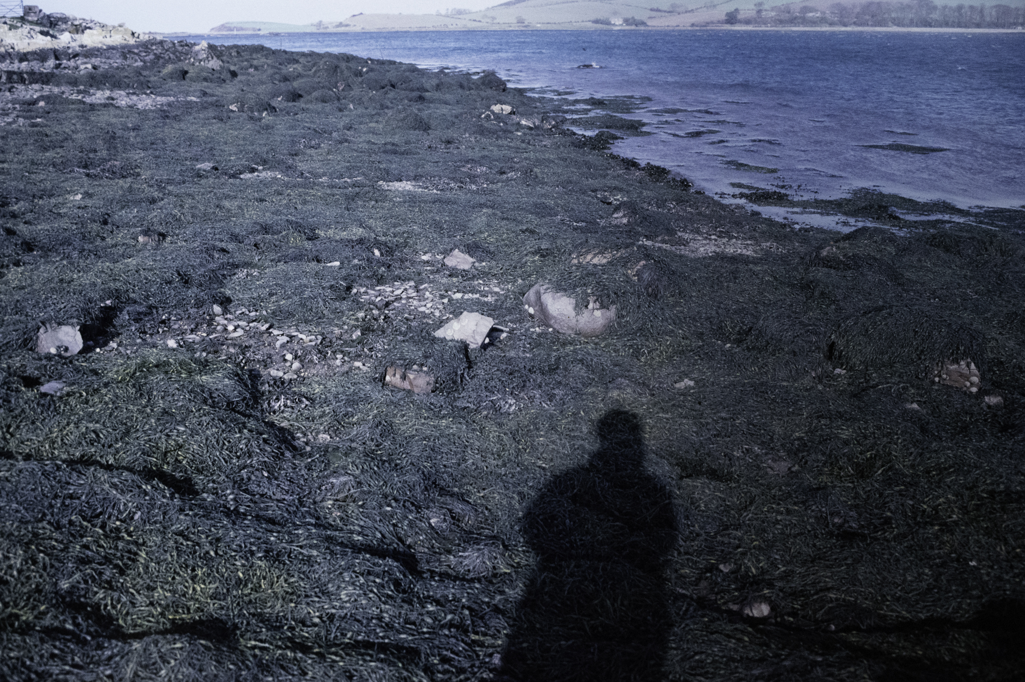 . Site: Audley's Castle rocks, Strangford Lough. 