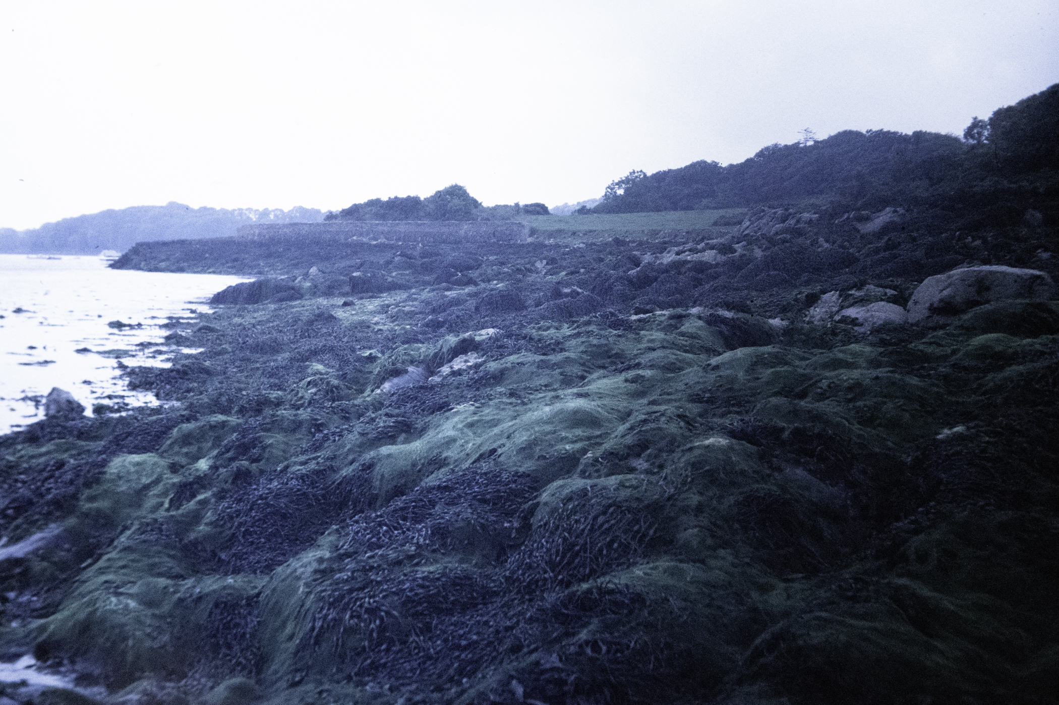 . Site: Audley's Castle rocks, Strangford Lough. 