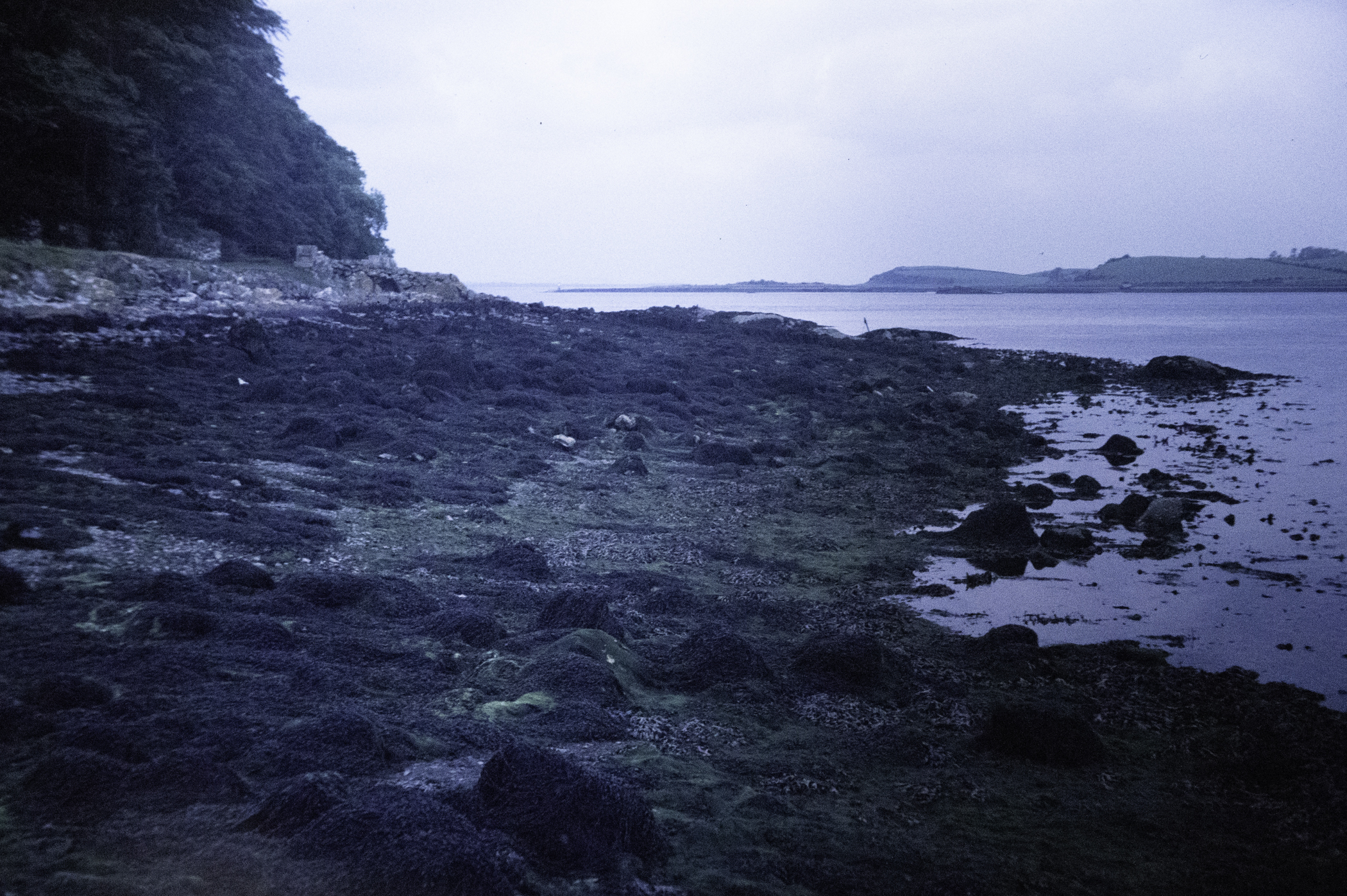 . Site: Audley's Castle rocks, Strangford Lough. 