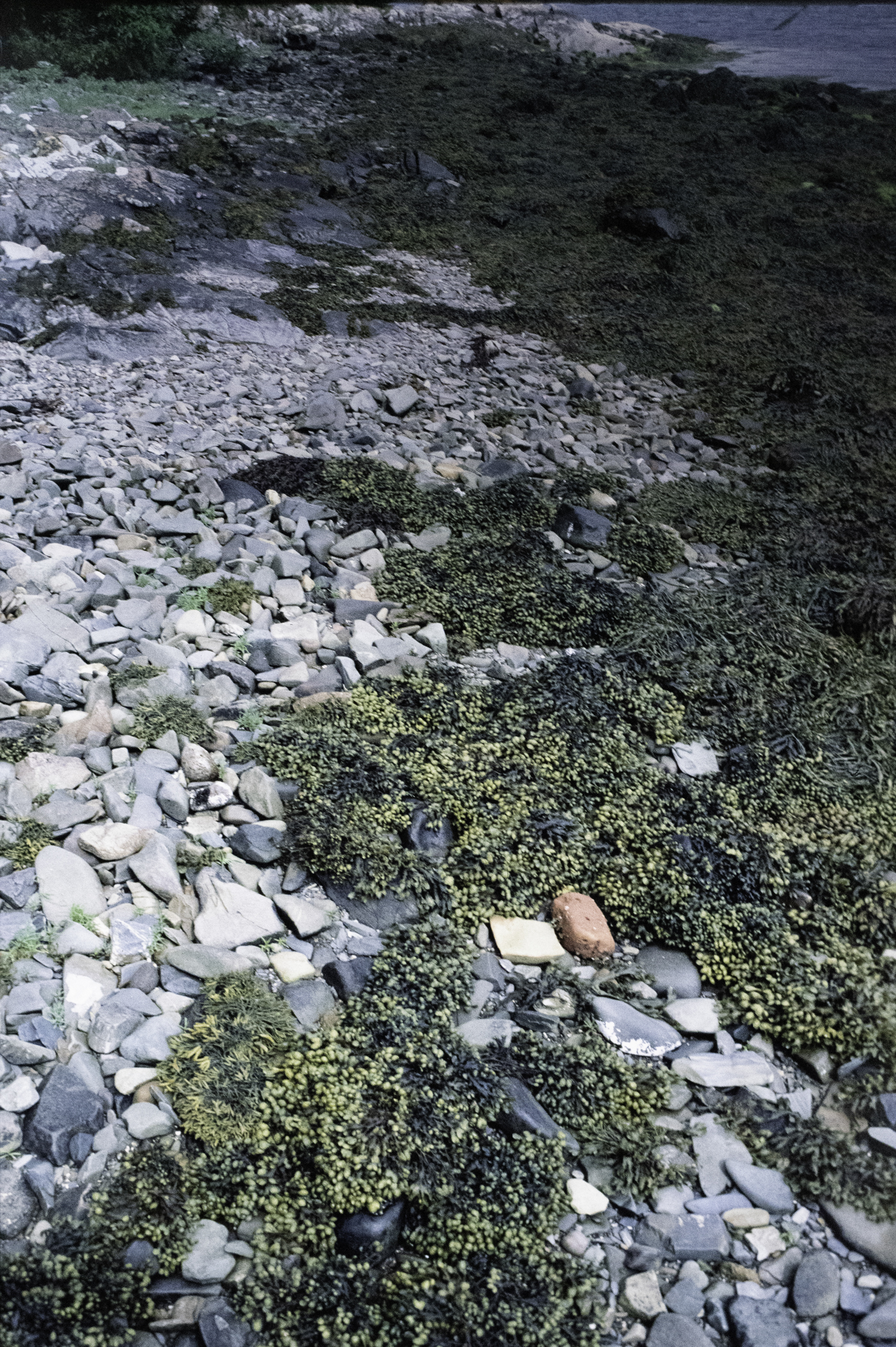 . Site: Audley's Castle rocks, Strangford Lough. 