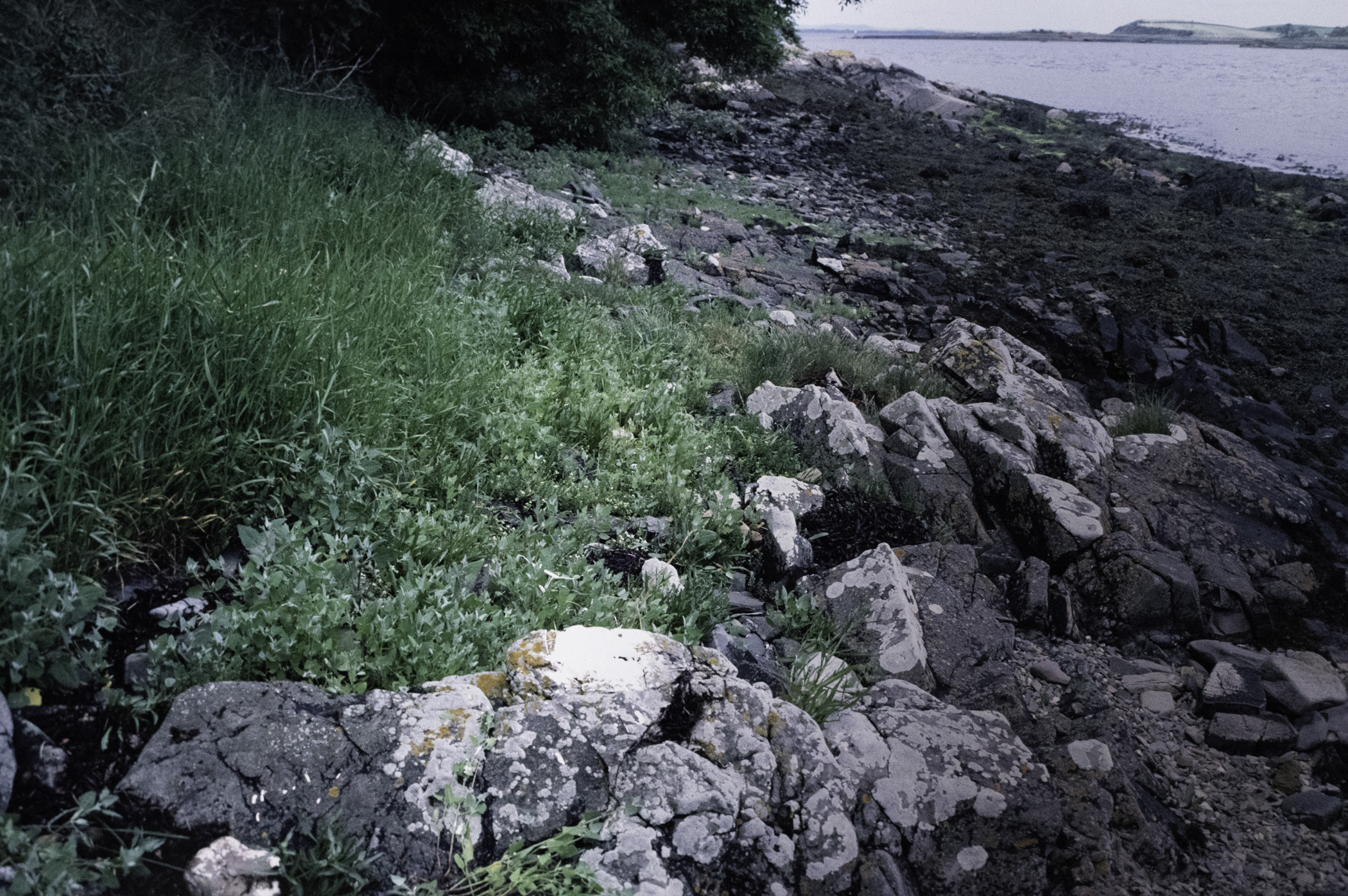 . Site: Audley's Castle rocks, Strangford Lough. 