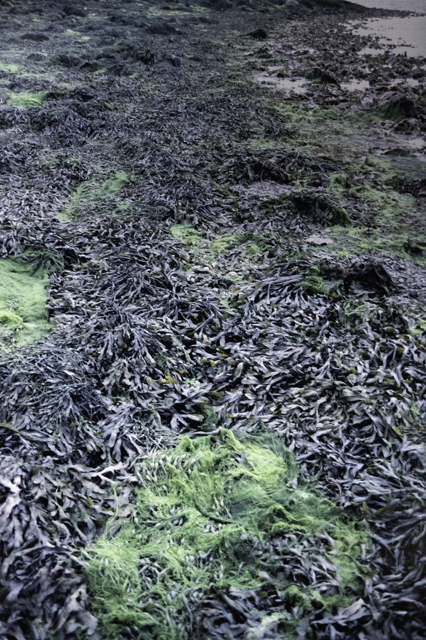 . Site: Audley's Castle rocks, Strangford Lough. 