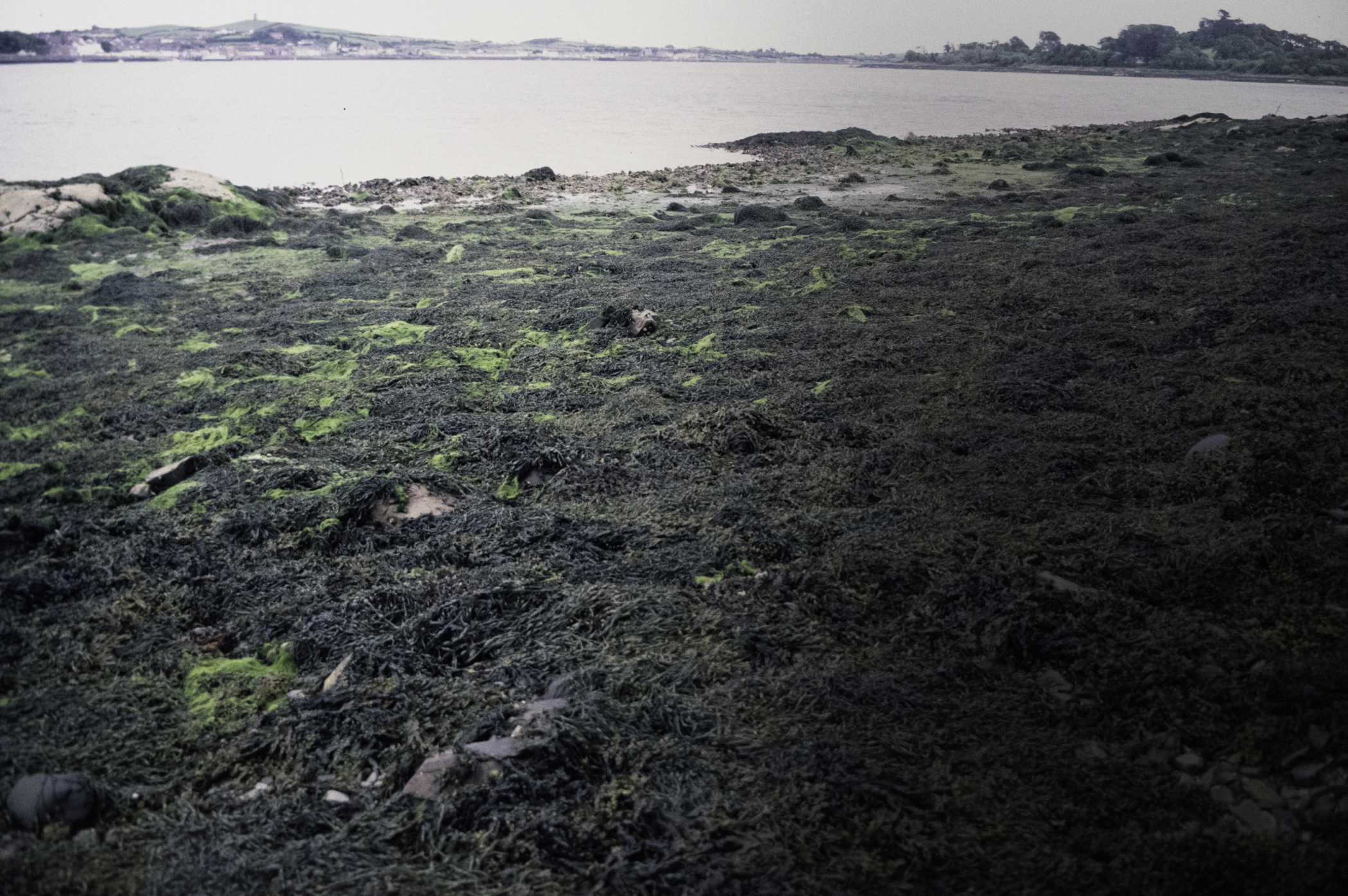 . Site: Audley's Castle rocks, Strangford Lough. 