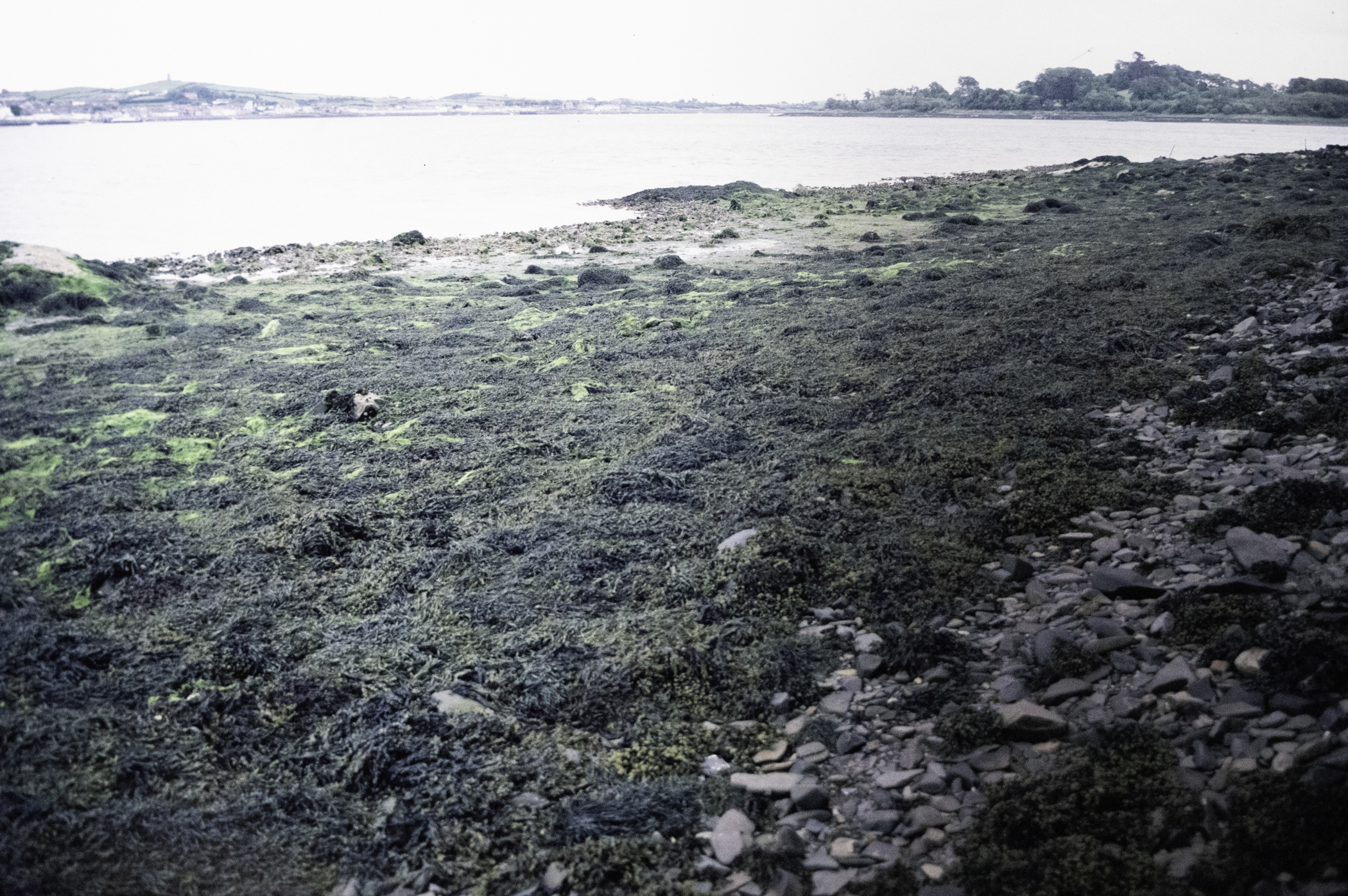 . Site: Audley's Castle rocks, Strangford Lough. 