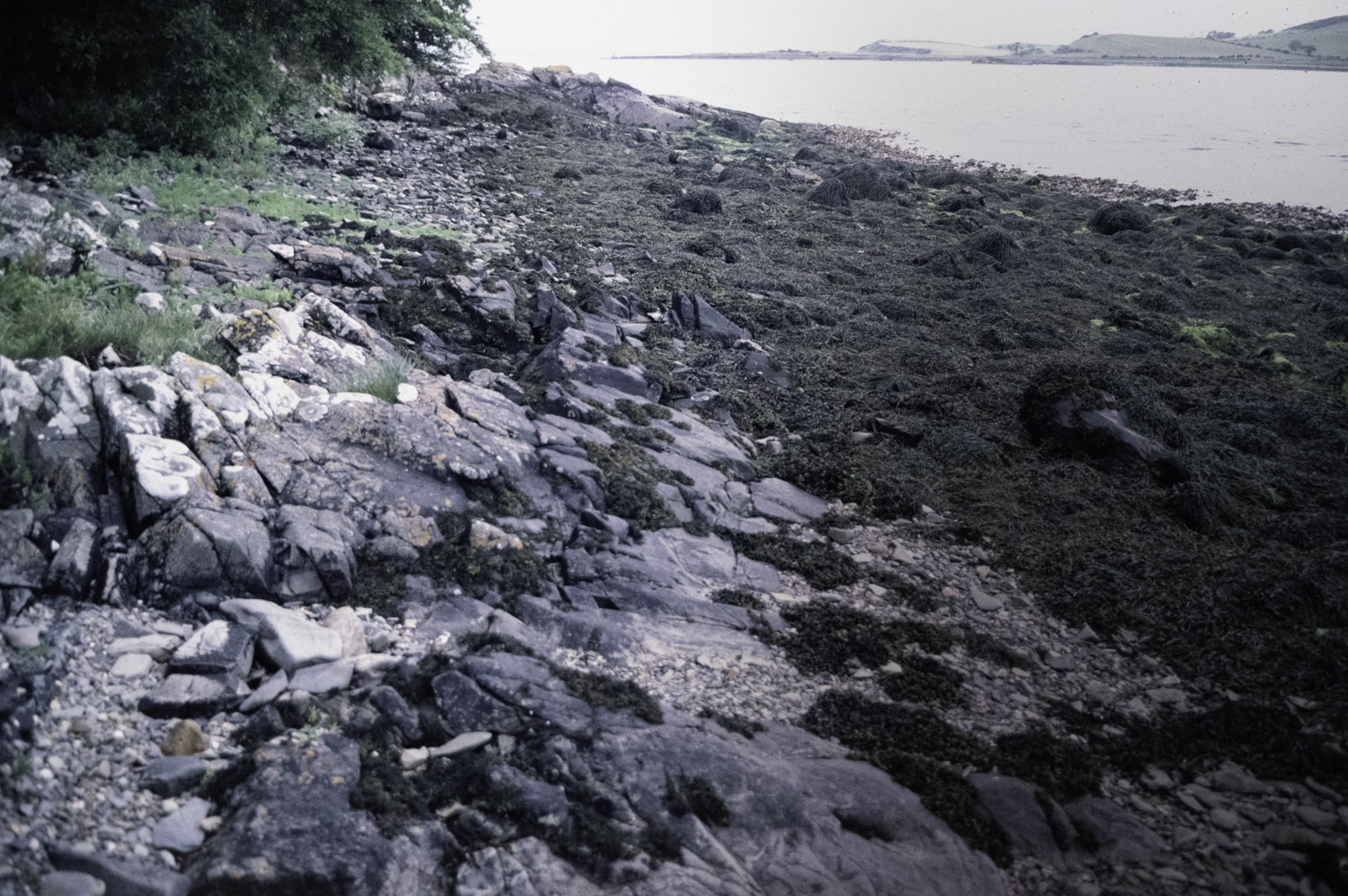 . Site: Audley's Castle rocks, Strangford Lough. 