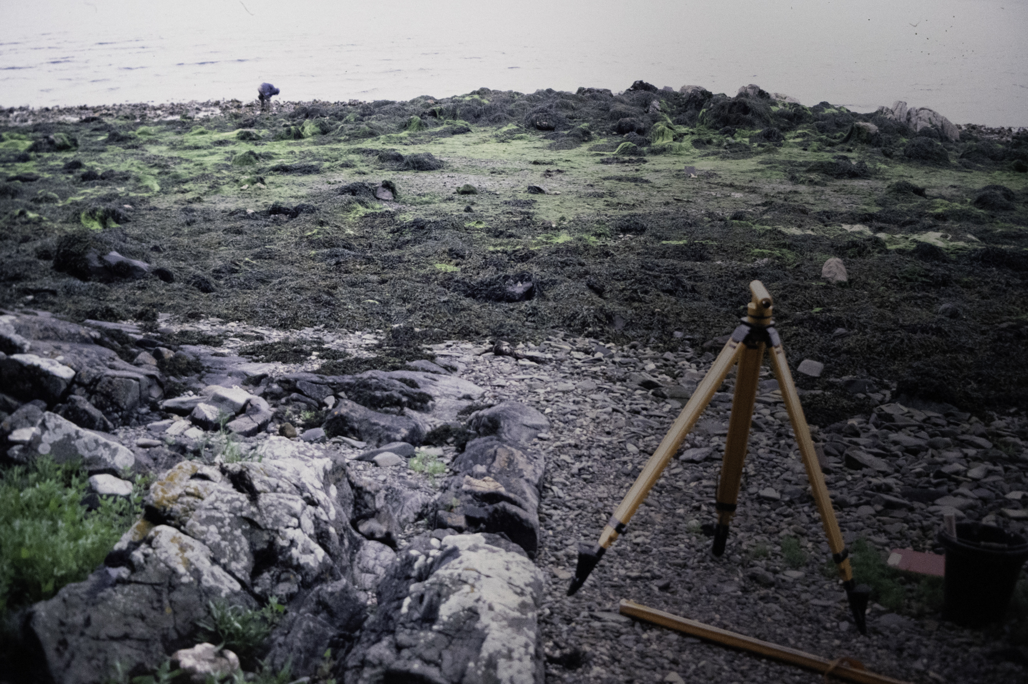 . Site: Audley's Castle rocks, Strangford Lough. 