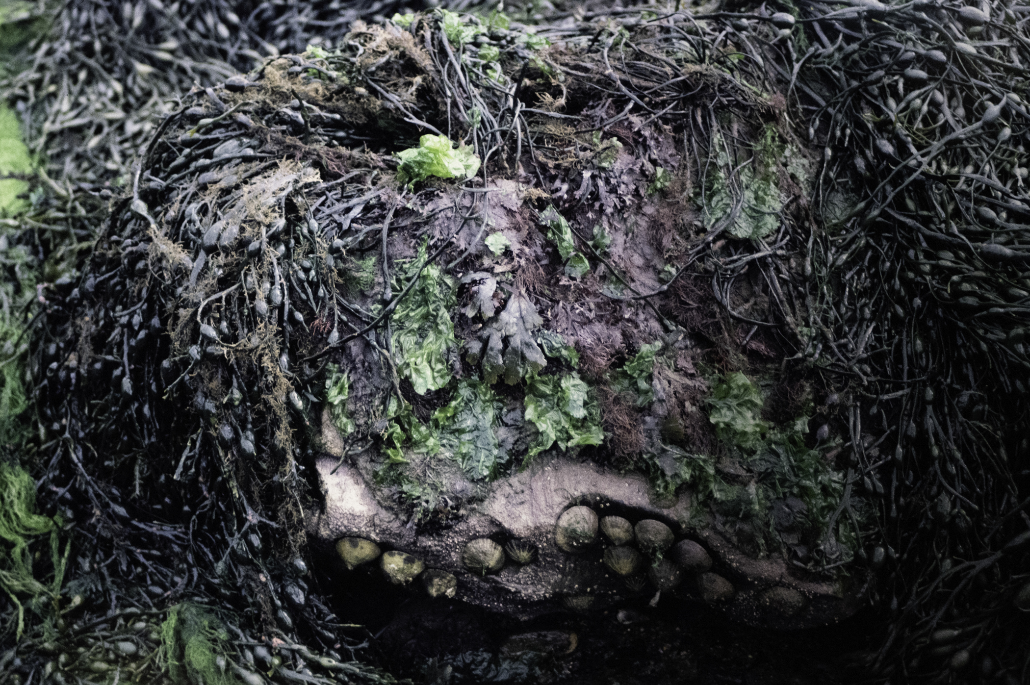 . Site: Audley's Castle rocks, Strangford Lough. 