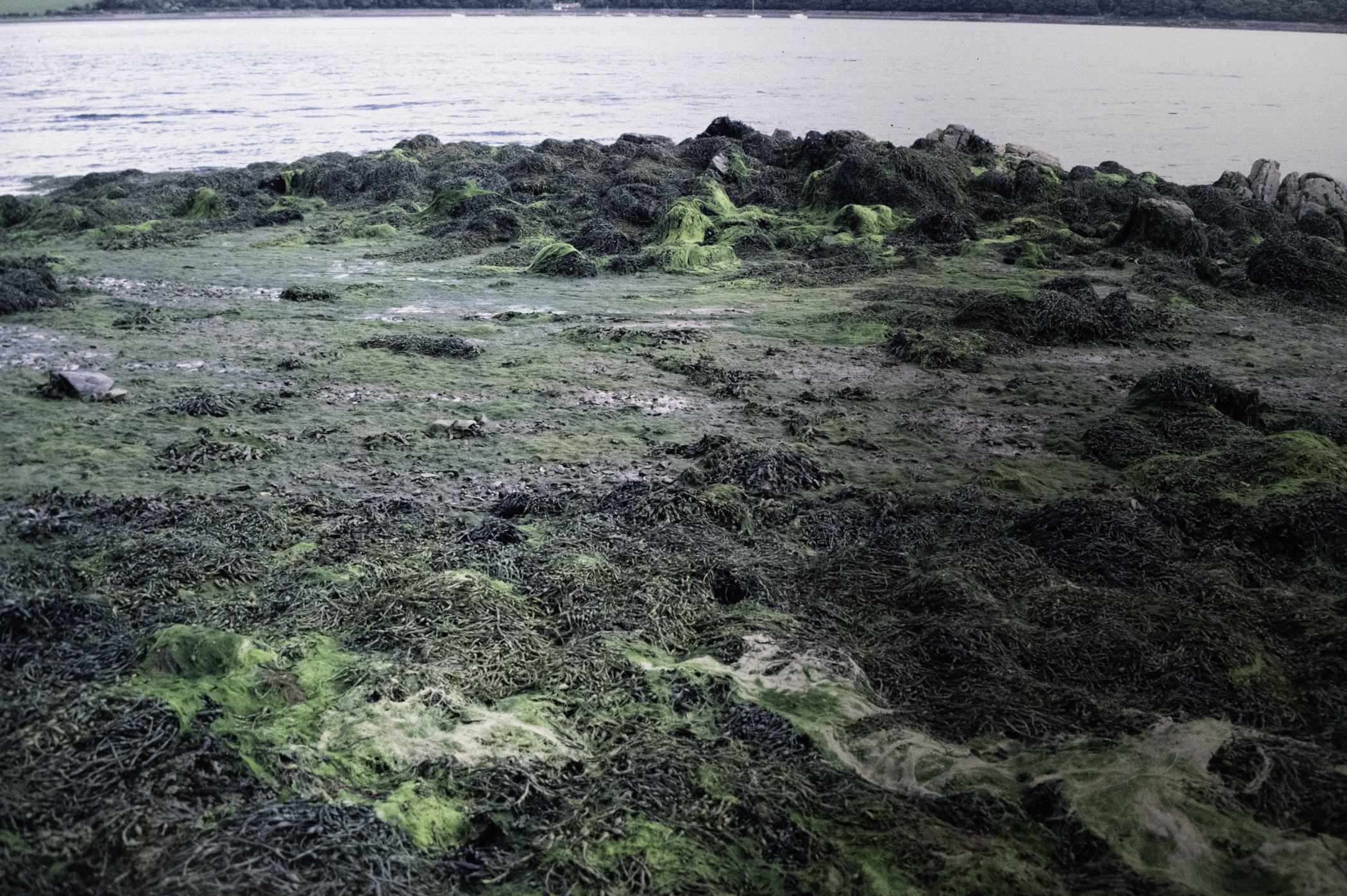 . Site: Audley's Castle rocks, Strangford Lough. 