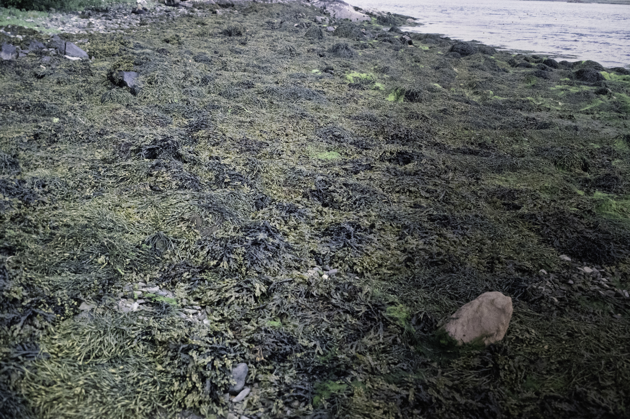 . Site: Audley's Castle rocks, Strangford Lough. 