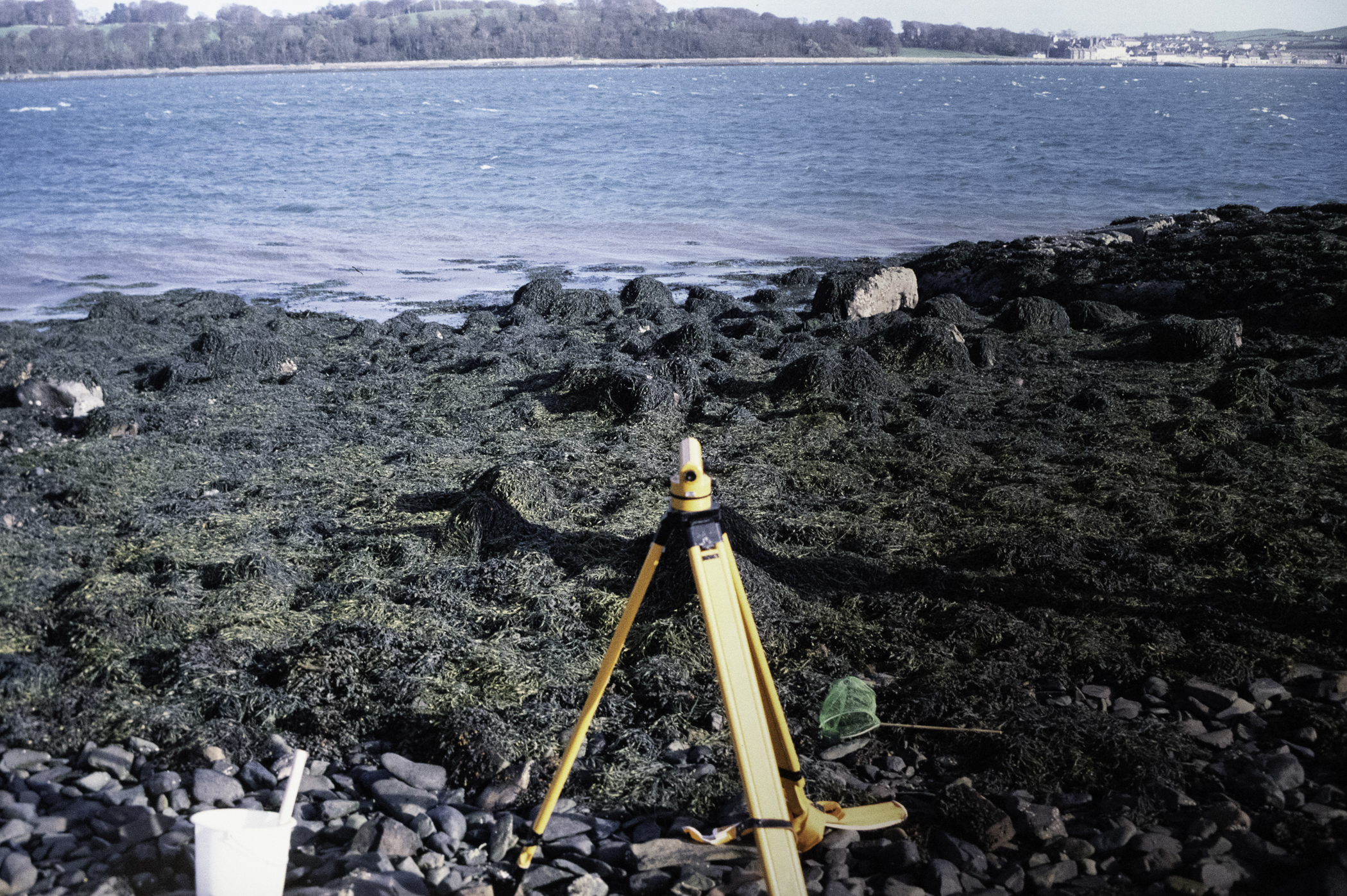 . Site: Audley's Castle rocks, Strangford Lough. 