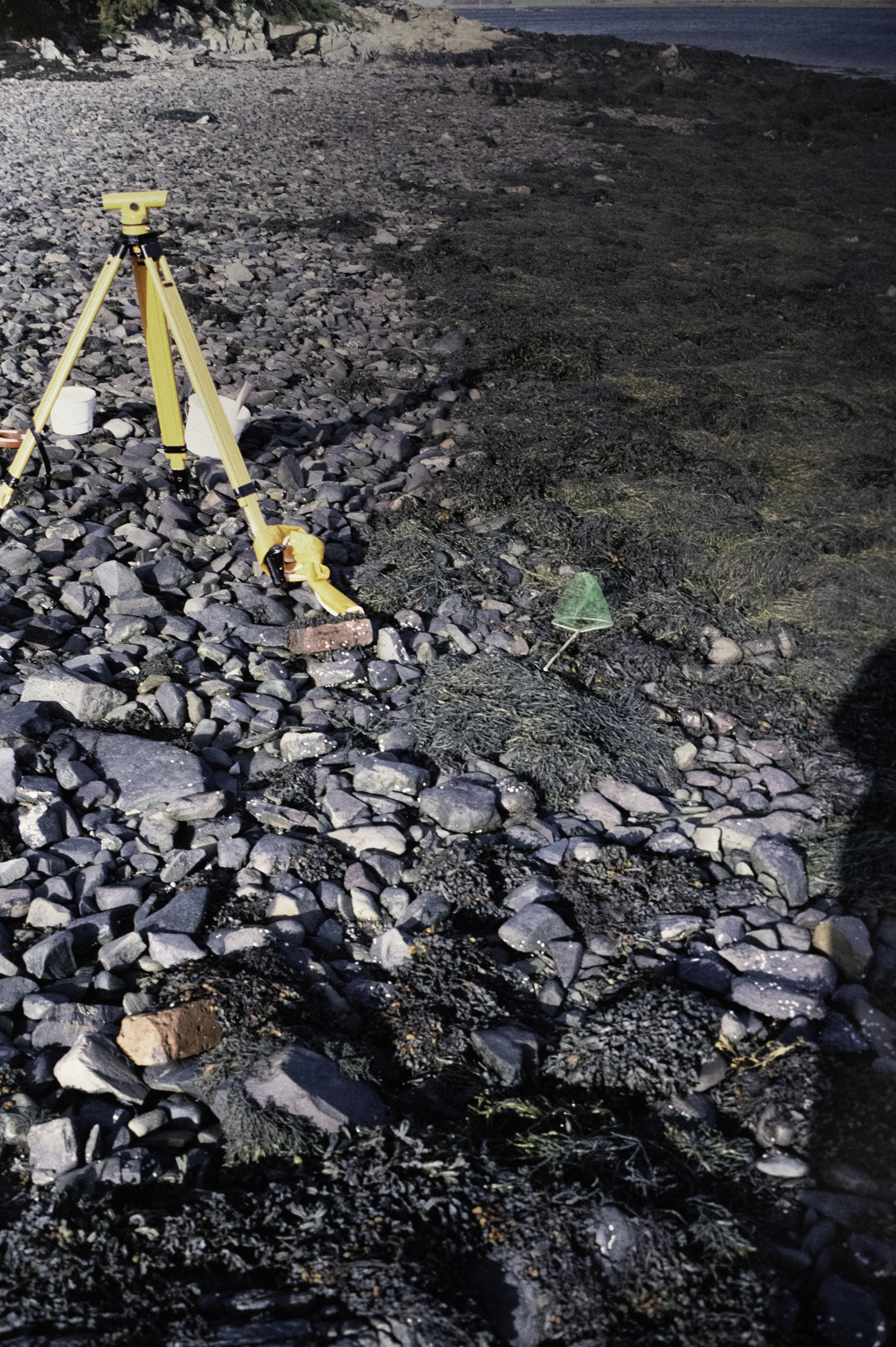 . Site: Audley's Castle rocks, Strangford Lough. 