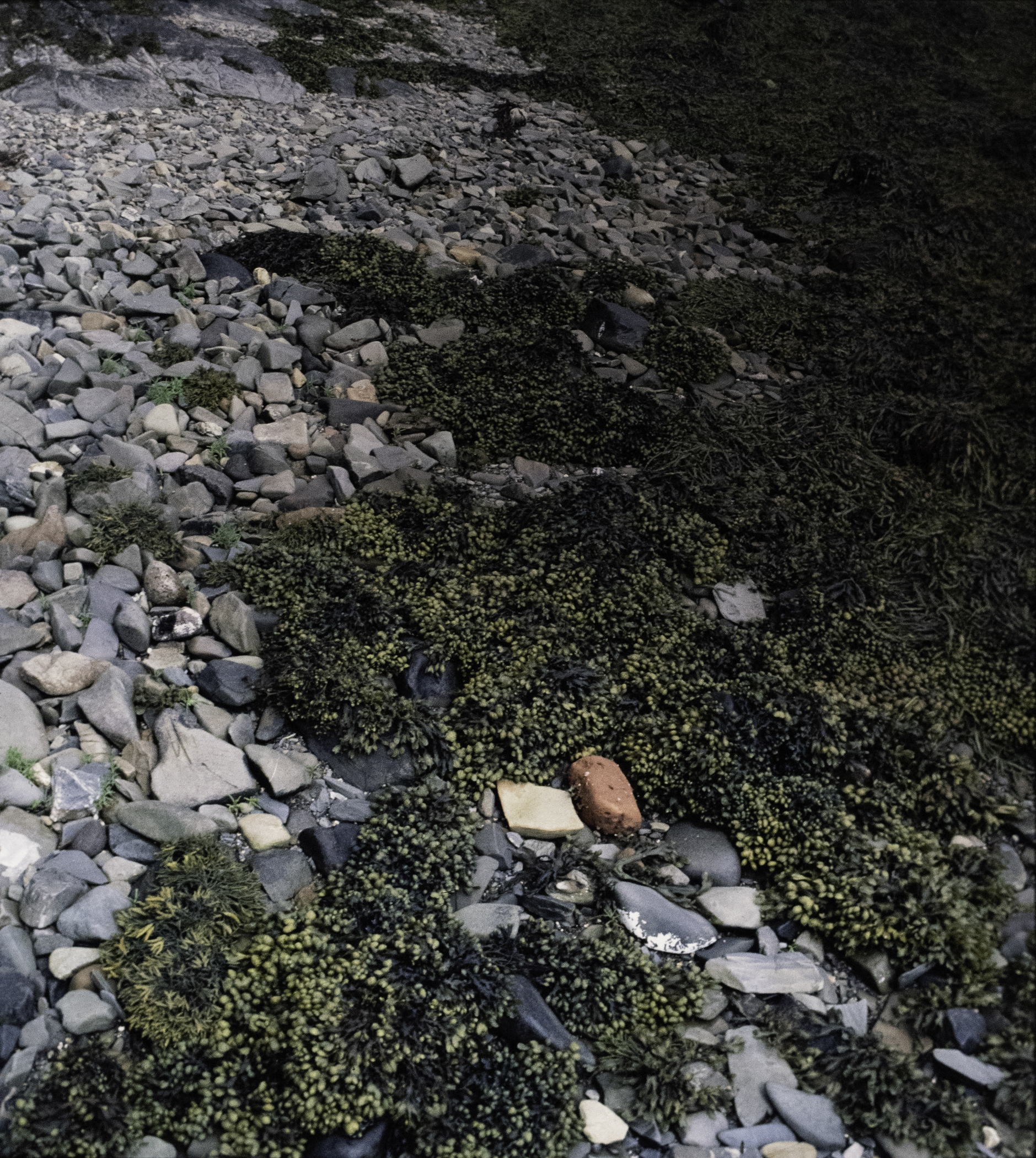 . Site: Audley's Castle rocks, Strangford Lough. 