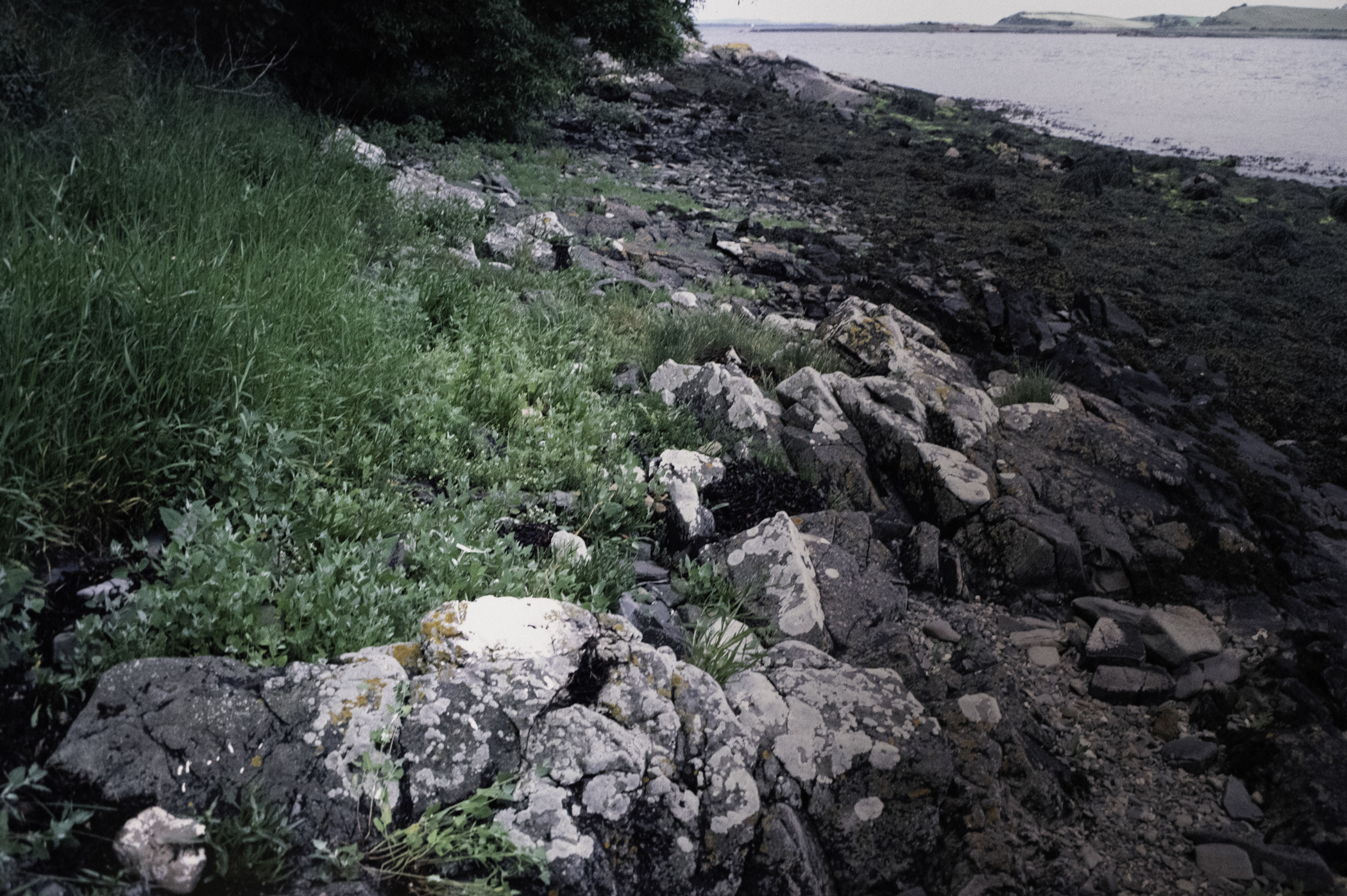 . Site: Audley's Castle rocks, Strangford Lough. 