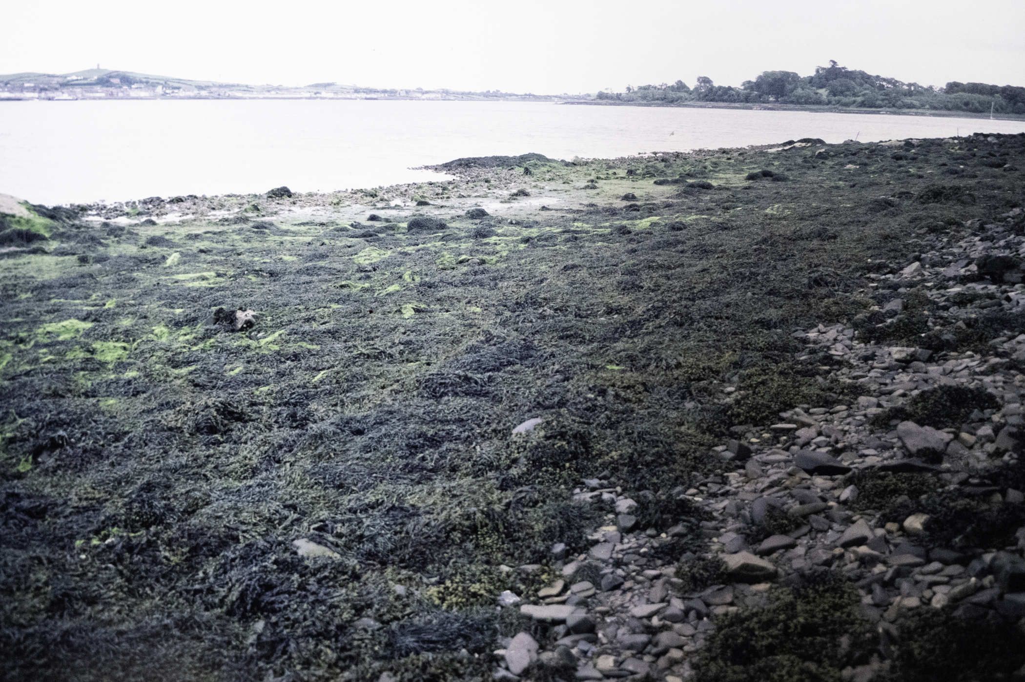 . Site: Audley's Castle rocks, Strangford Lough. 