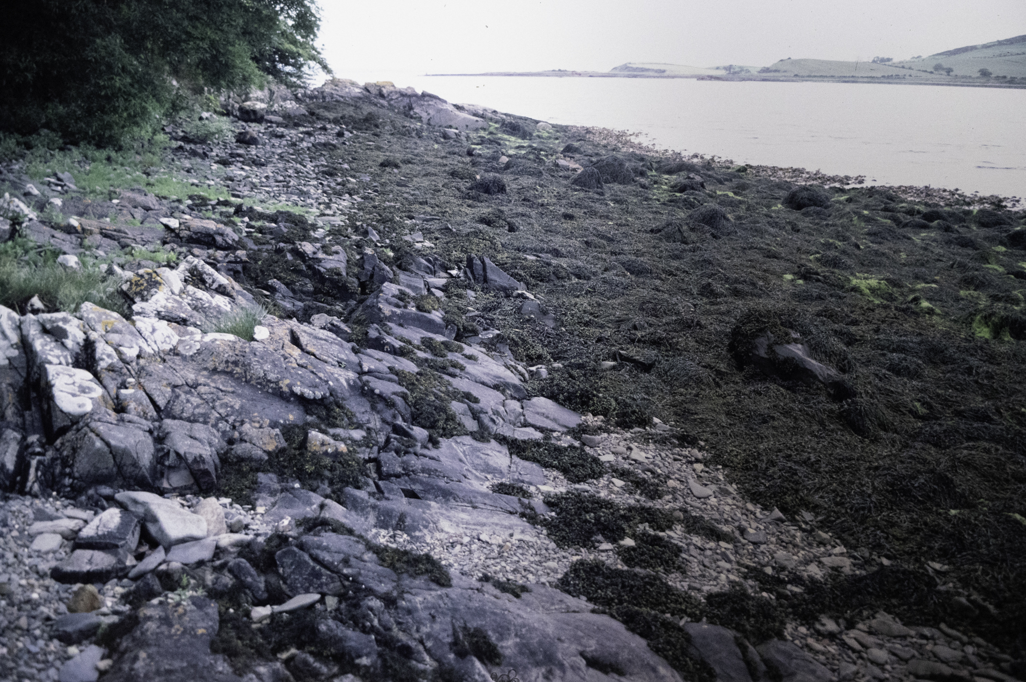 . Site: Audley's Castle rocks, Strangford Lough. 