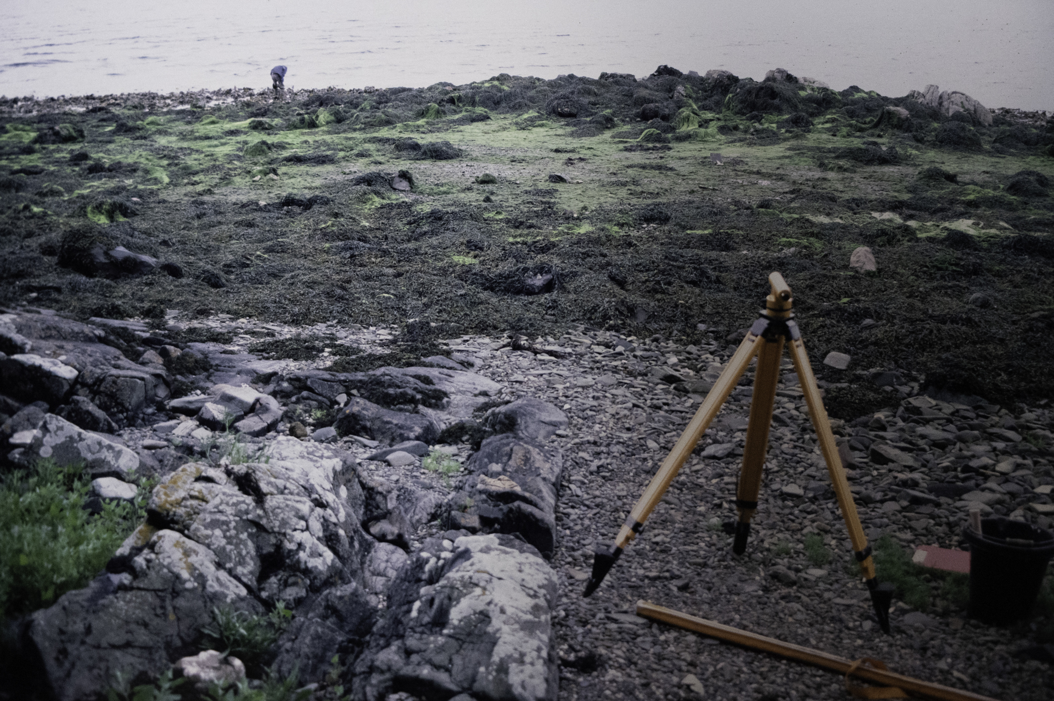 . Site: Audley's Castle rocks, Strangford Lough. 